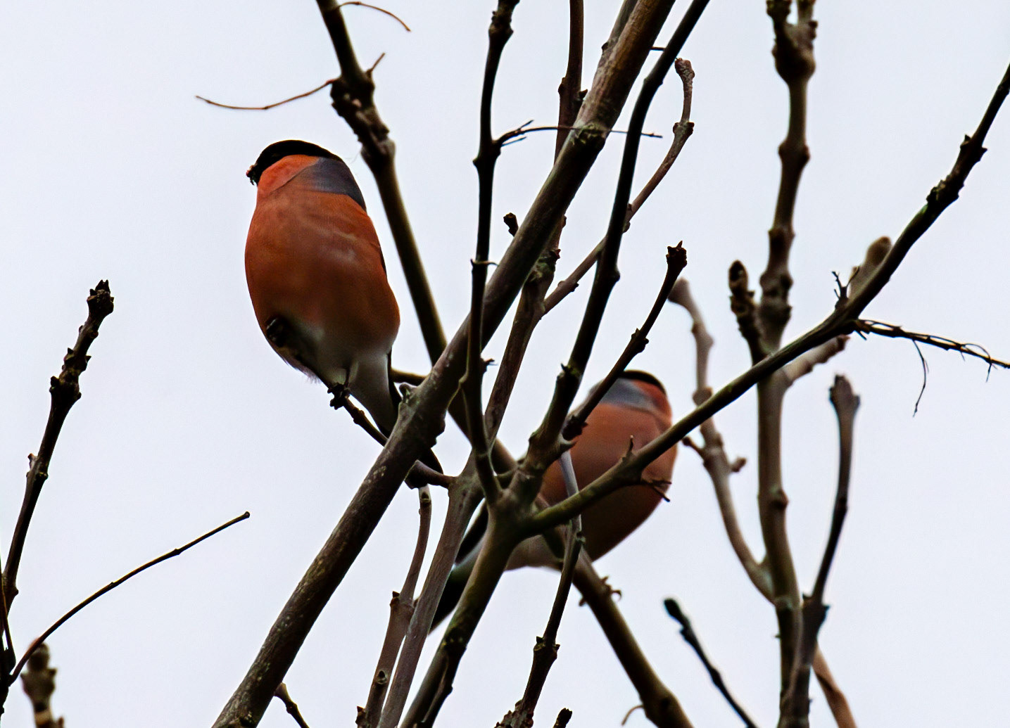 Bullfinches at Currie Bridge 02 March 2025