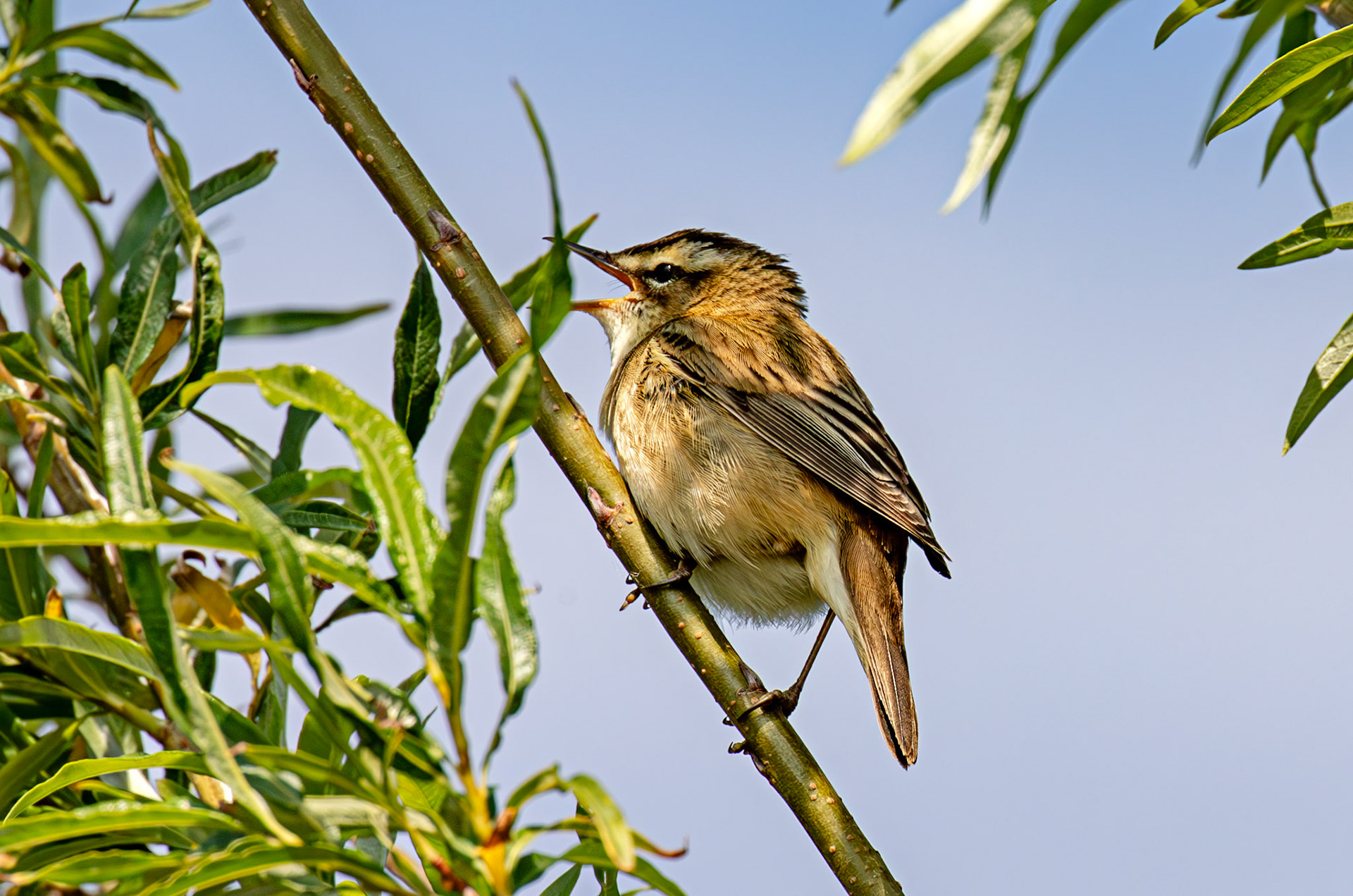 Sedge Warbler - Black Devon Wetlands RSPB 12 May 2025