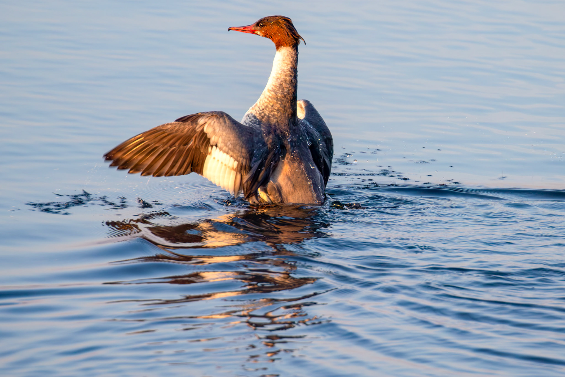 Goosander bathing at Hogganfield Loch 19 March 2025