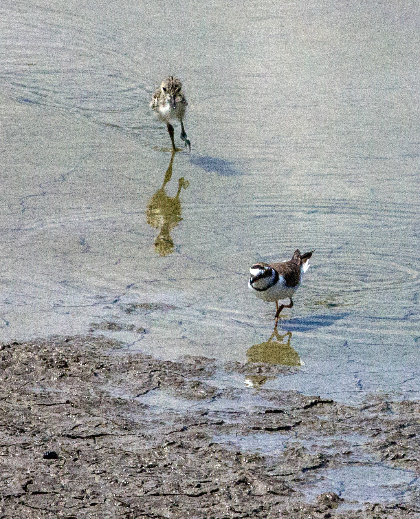 Parc Natural de s'Albufera de MallorcaPlease see my other Photographs at: www.jamespdeans.co.uk