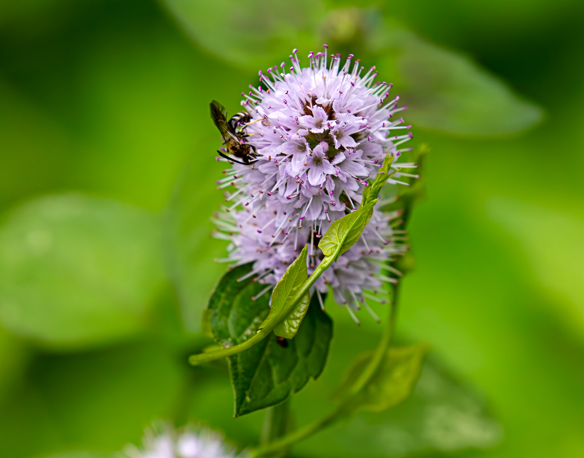 Orange-legged Furrow Bee (Halictus rubicundus) Barge Canal Romsey 26 July 2025