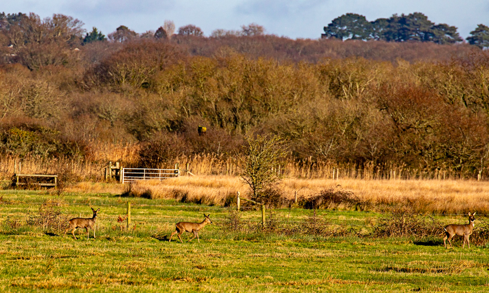 Roe Deer at Titchfield  Haven 02 January 2025