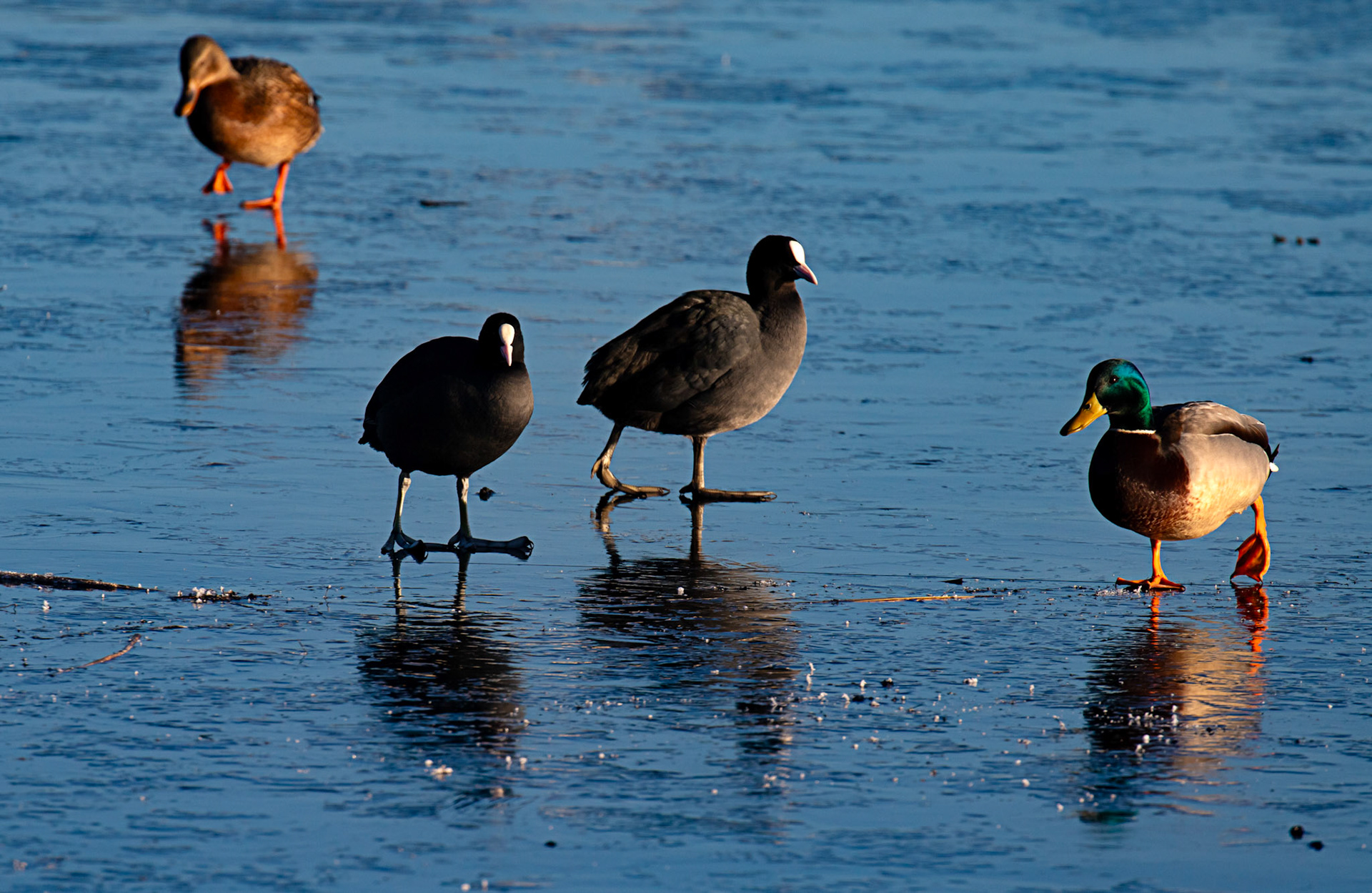 Mallard &amp; Coot at Broadwood Loch 10 January 2025