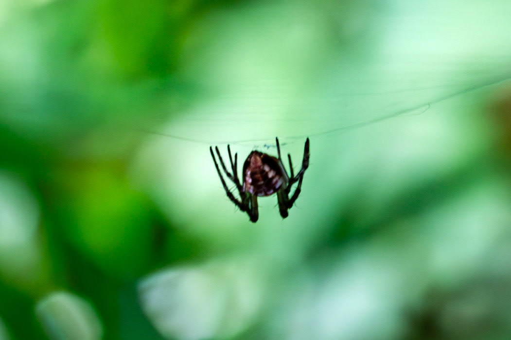 RSPB Loch Lomond 03 August 2024