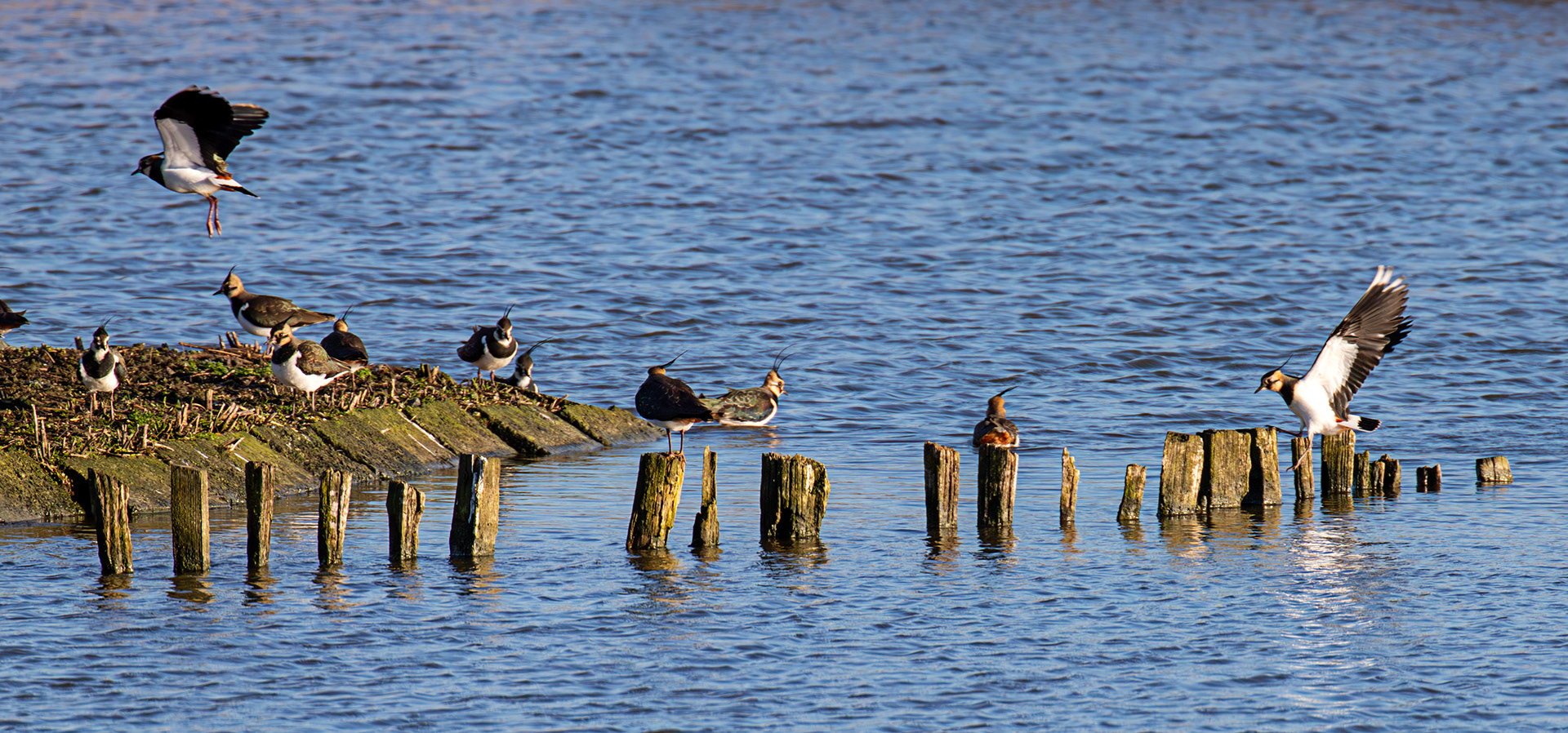 Lapwing at Titchfield Haven 02 January 2025
