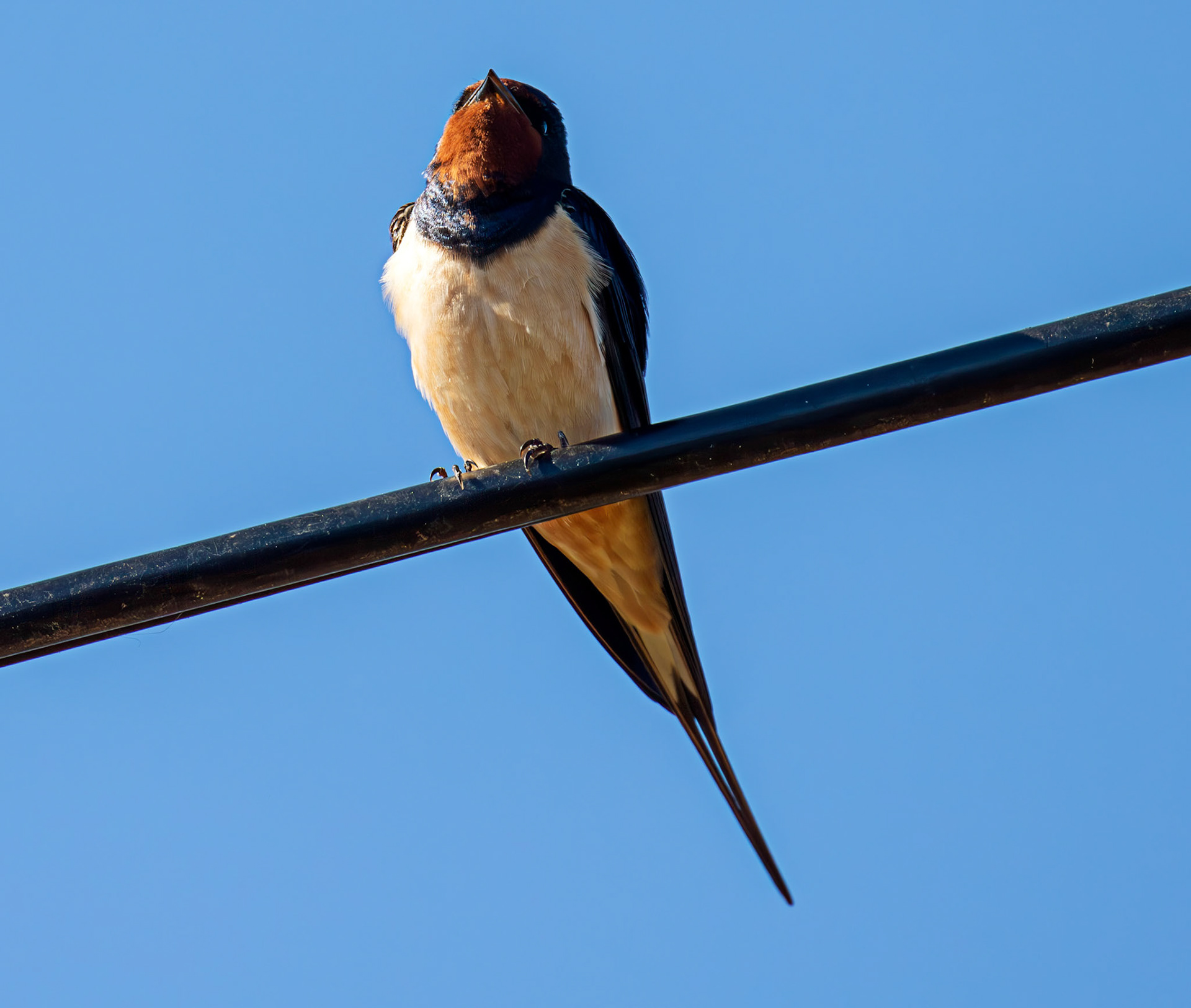Swallow near Dornoch 30 April 2026