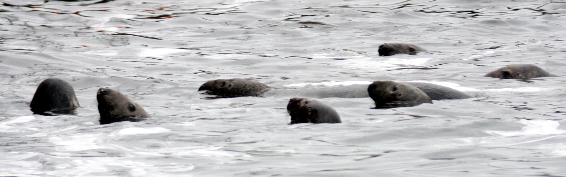 PeterheadPlease see my other Photographs at: http://www.jamespdeans.co.uk/