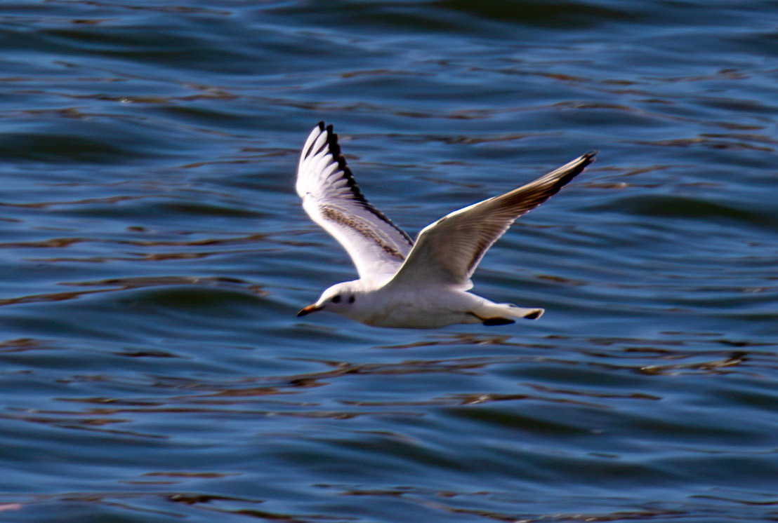 Black headed gull - Porto 27 August 2026
