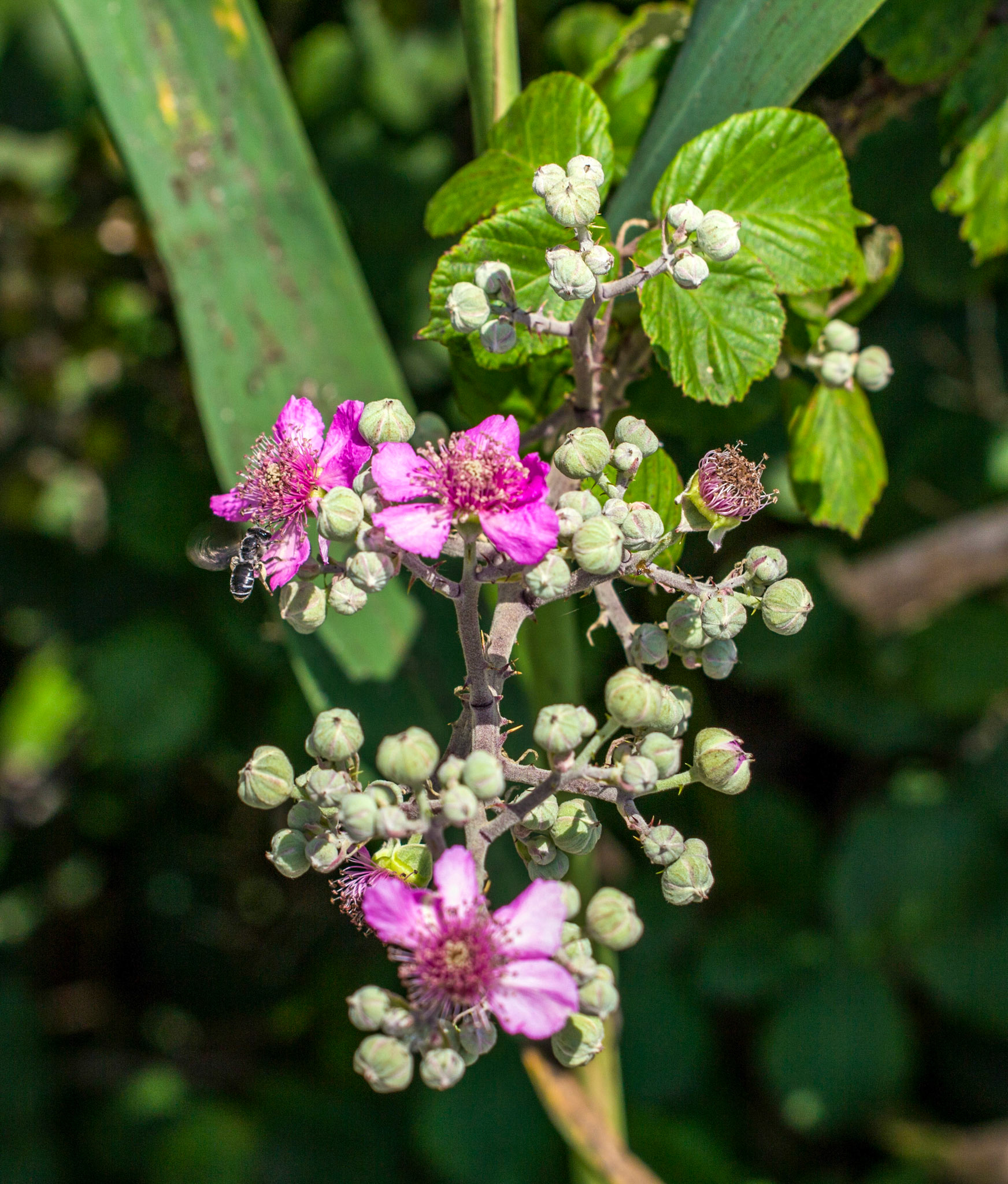 Parc Natural de s'Albufera de MallorcaPlease see my other Photographs at: www.jamespdeans.co.uk
