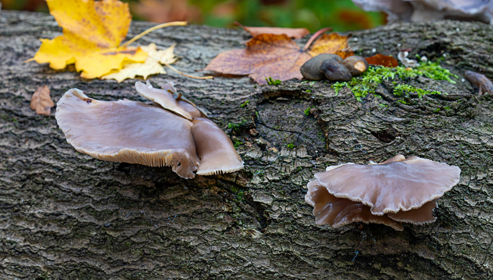 oyster mushrooms (Pleurotus ostreatus) Deans Woods - 07 November 2025