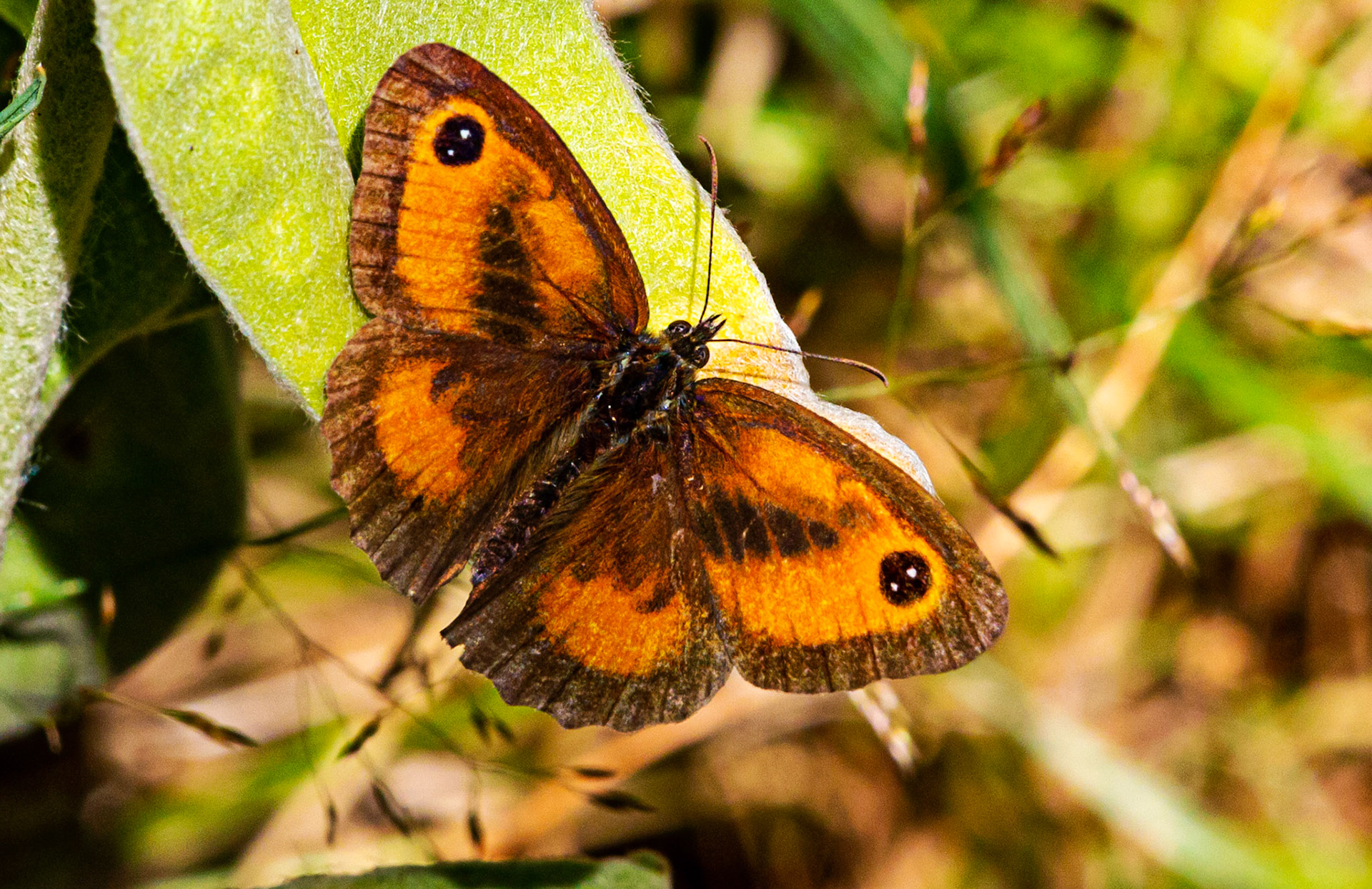 Mottistone IOW 16 July 2022