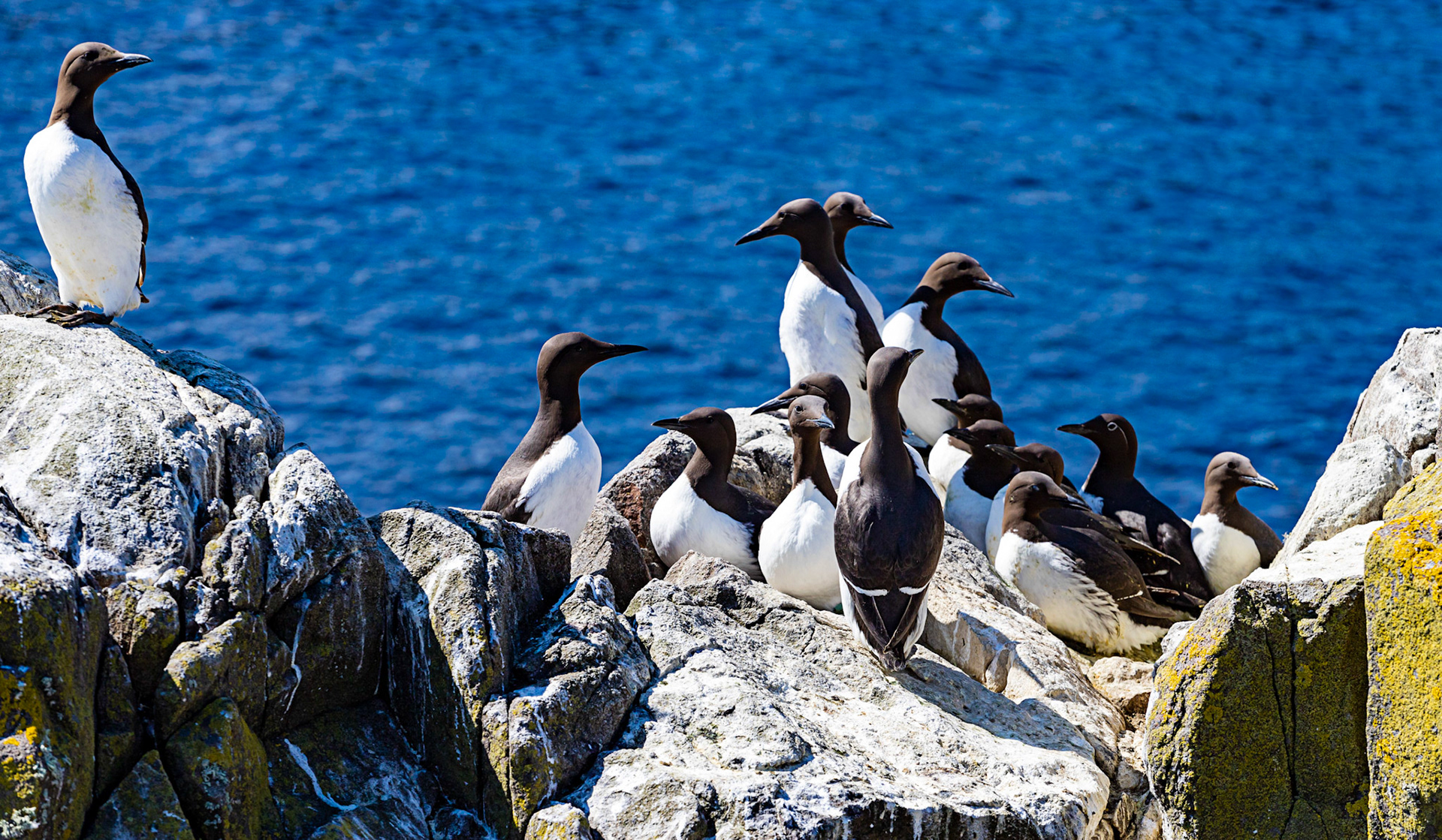 Isle of May - 04 June 2022