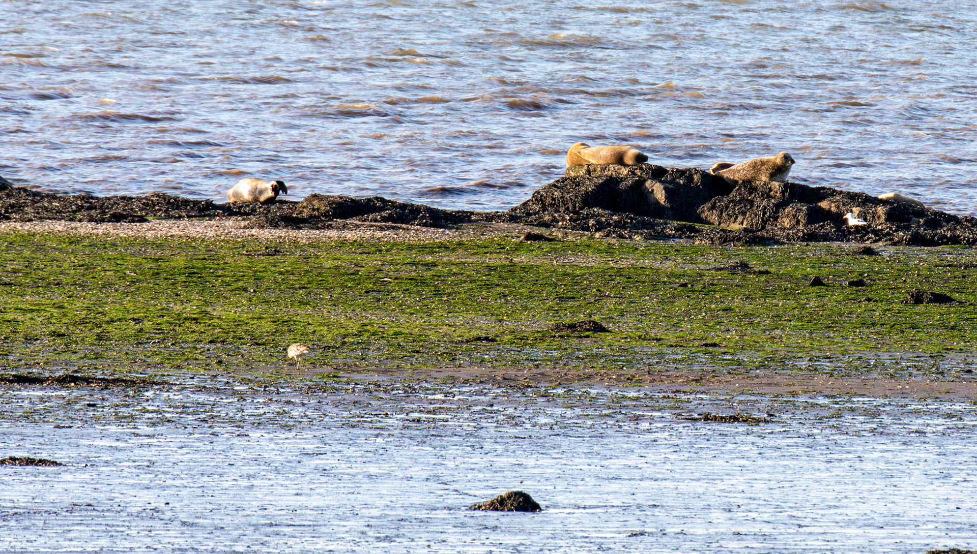 Grey Seals - Blackness 09 August 2026