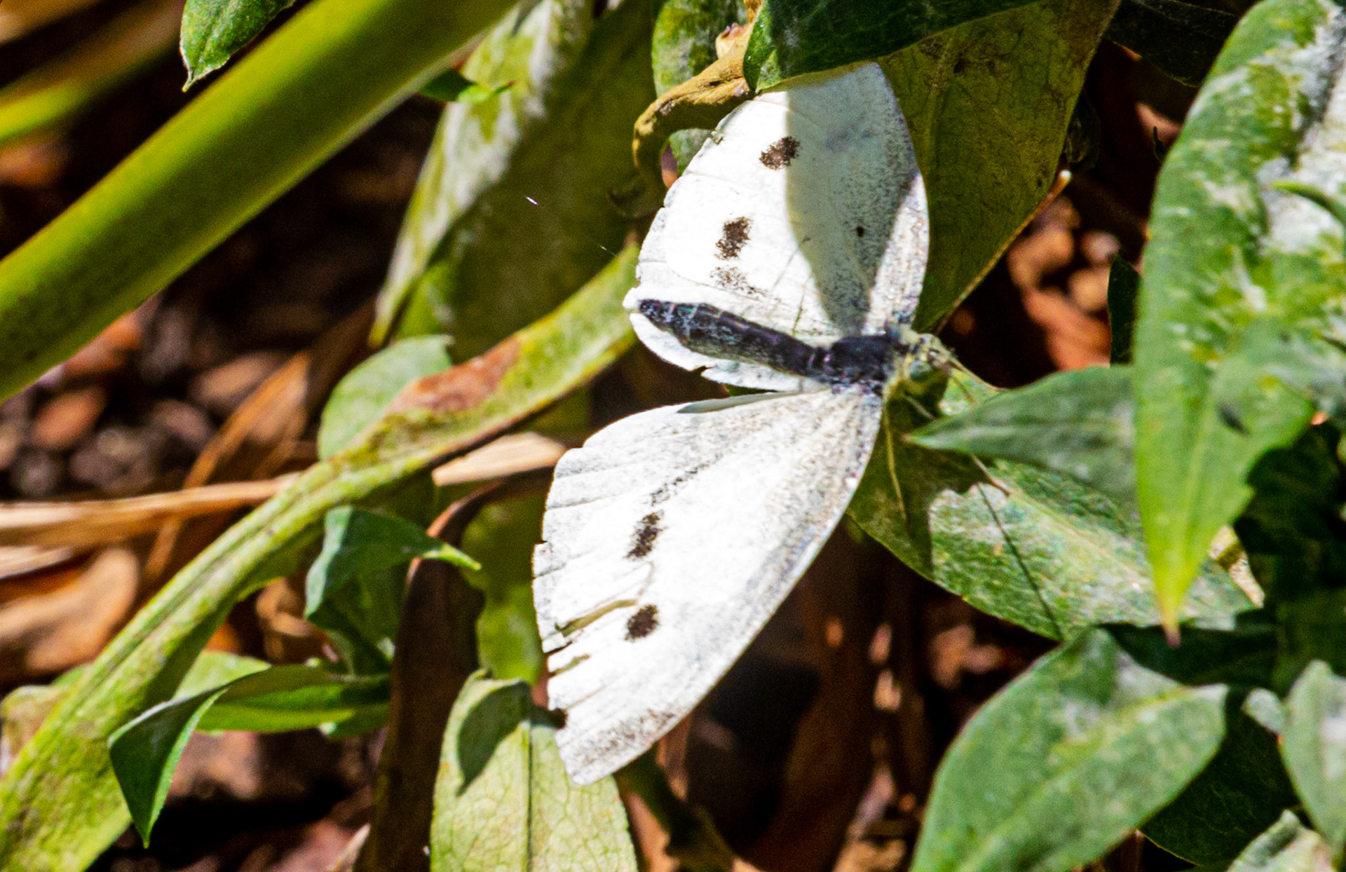 Mottistone IOW 16 July 2022