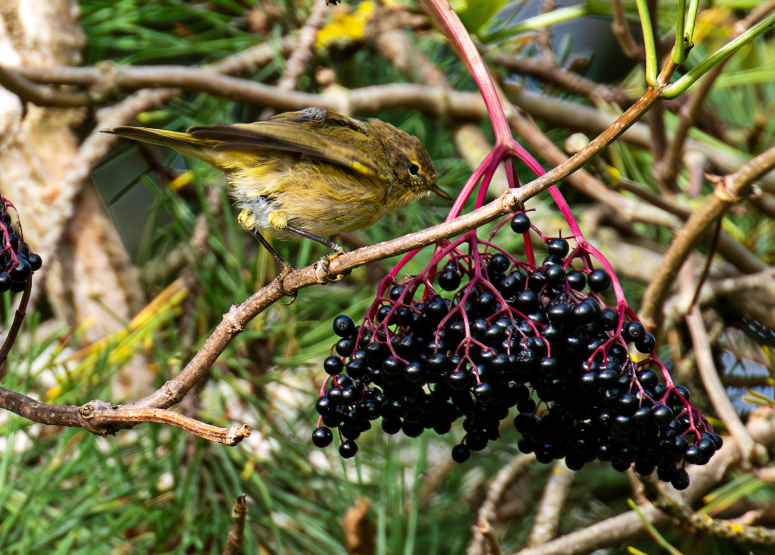 Barns Ness 29 Sept 2024