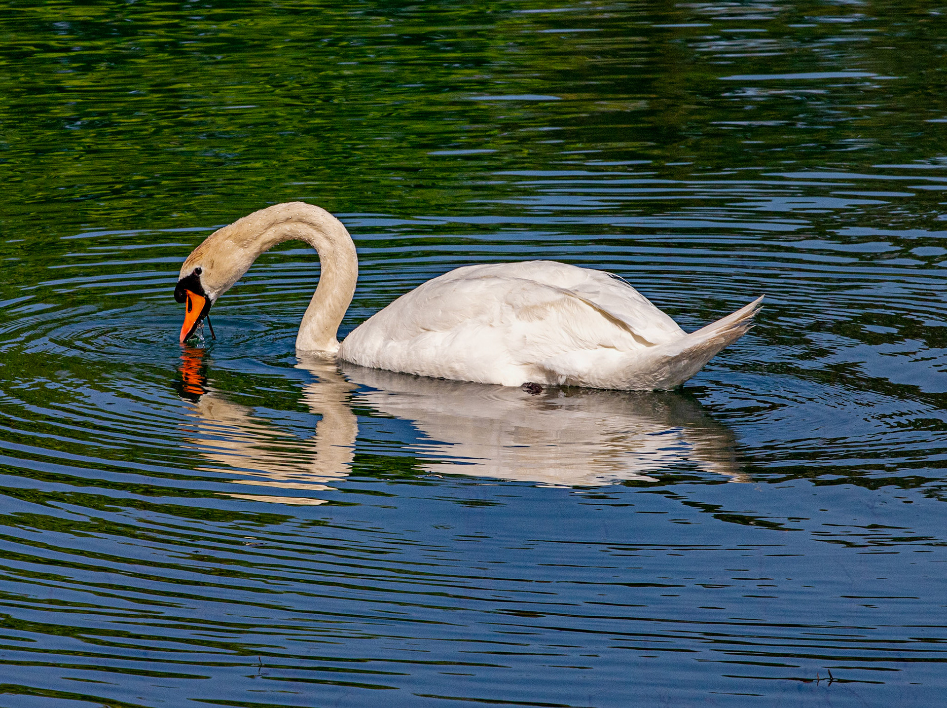 Kinross Fishery 11 May 2024