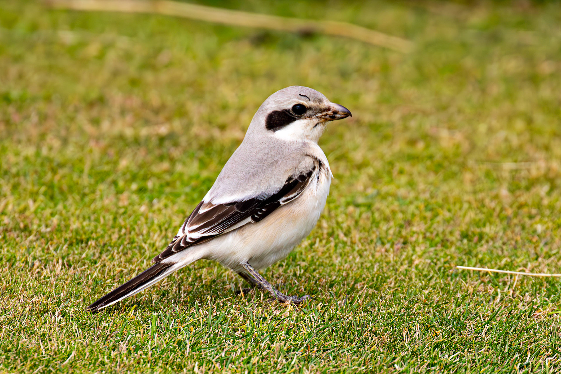 Steppe Grey Shrike in Dunbar 14 Sept 2024