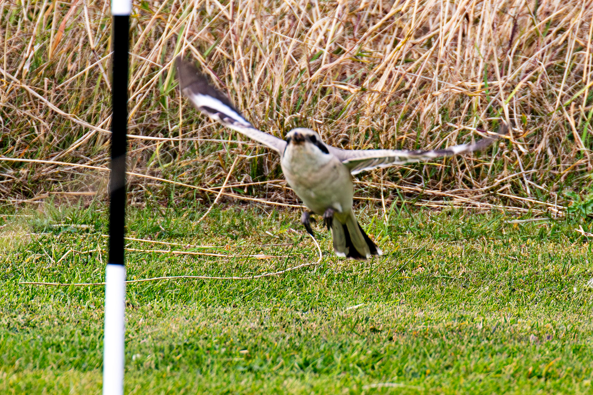 Steppe Grey Shrike in Dunbar 14 Sept 2024