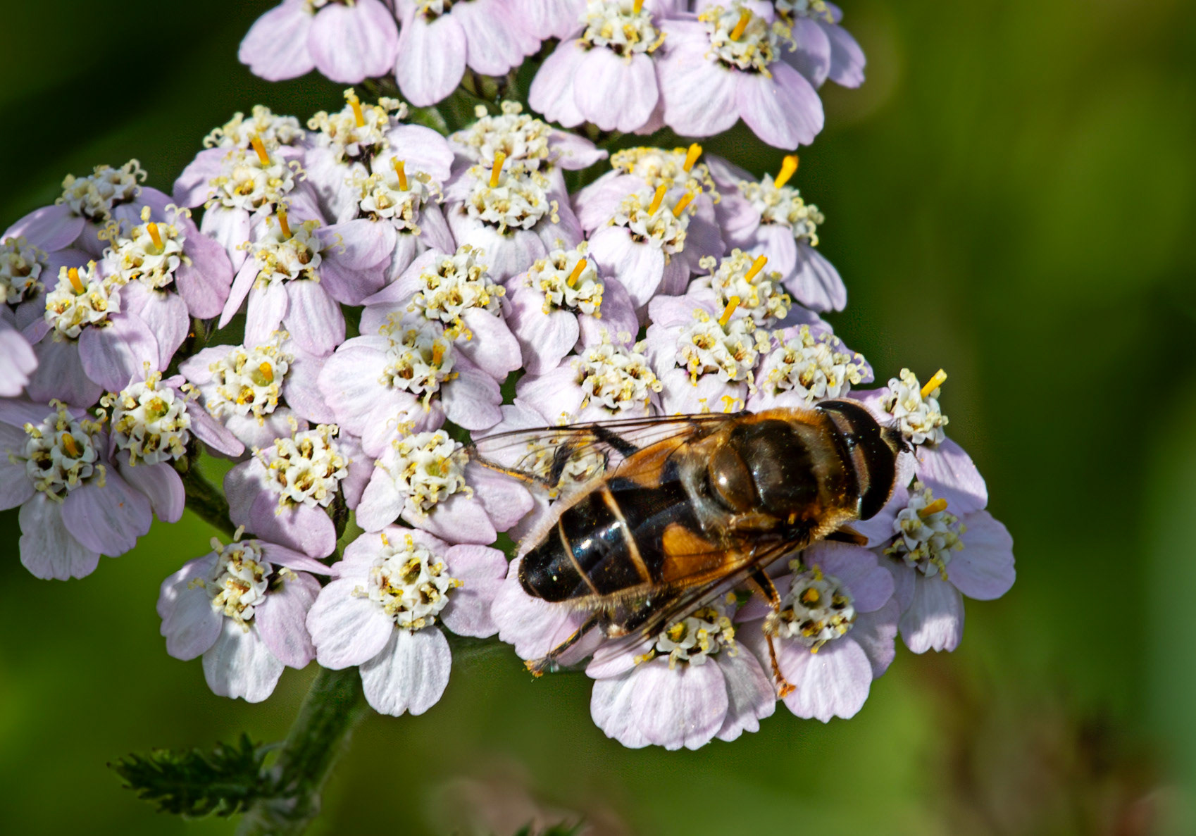 Herperrig Insects 23 July 2024