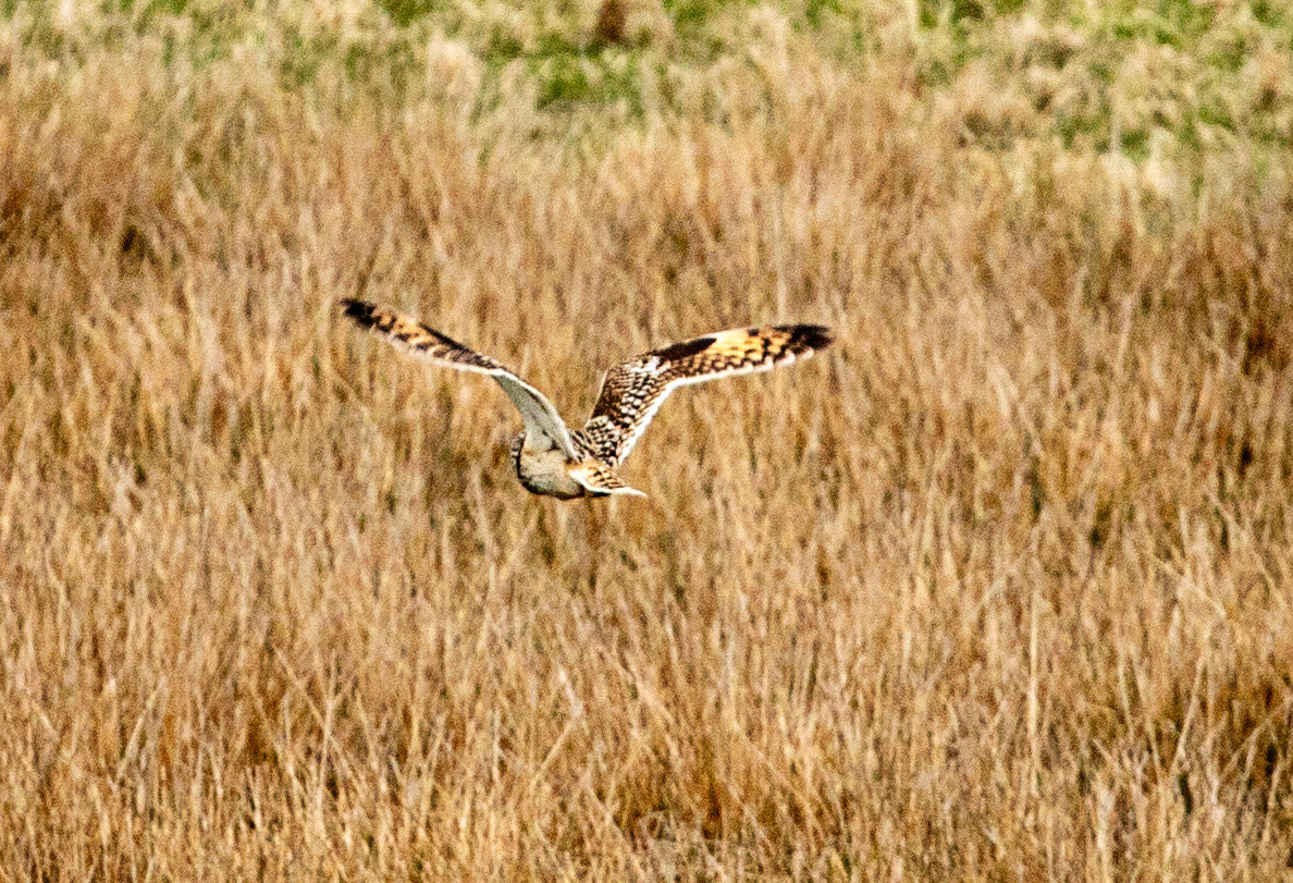Short Eared Owl Caithness 05 May 2024