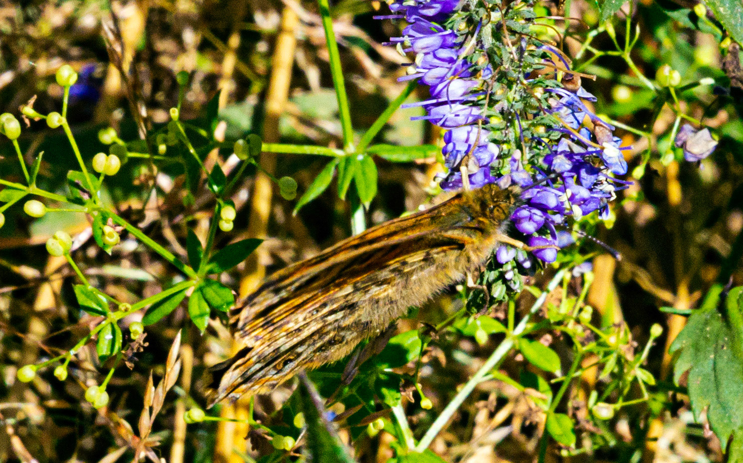 Mottistone IOW 16 July 2022