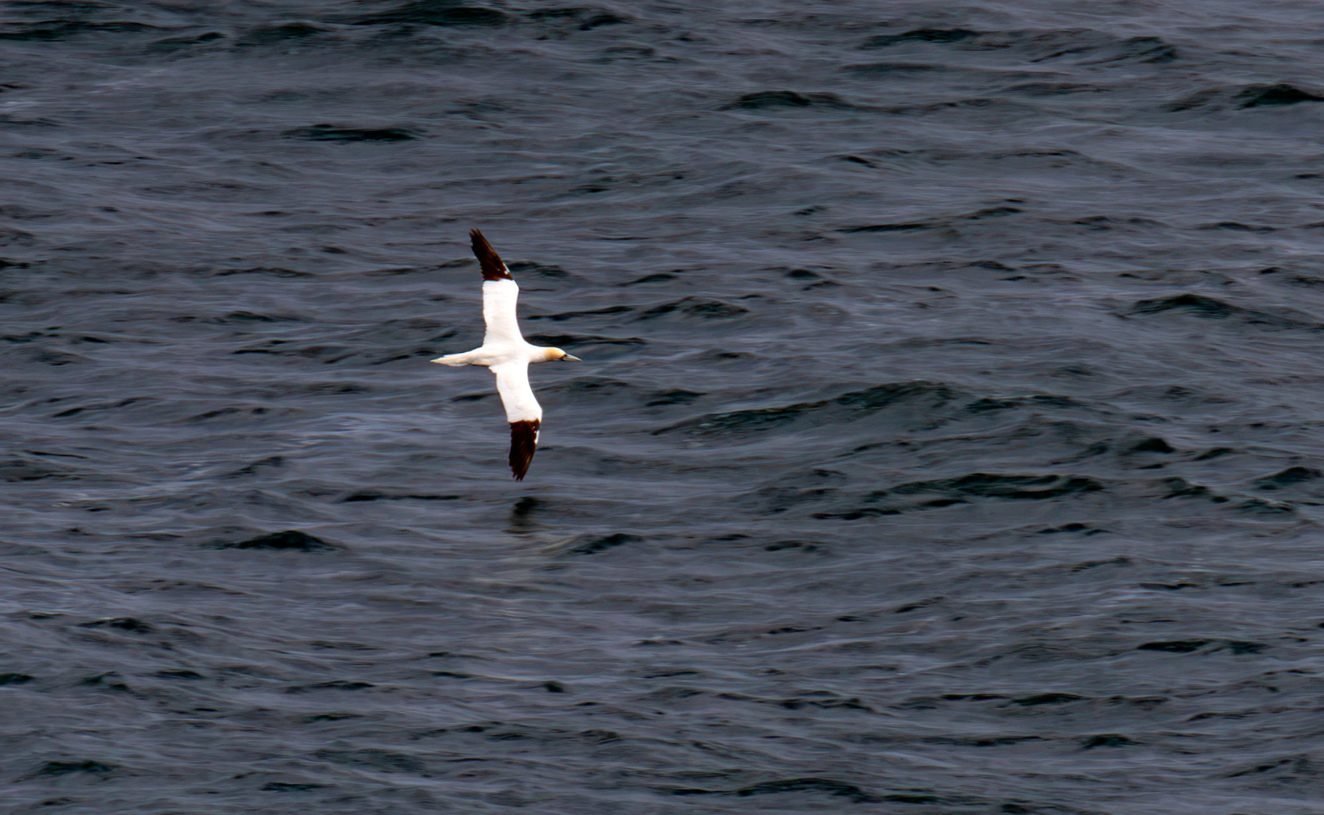 Northern Gannet - Tantallon Castle 04 July 2026