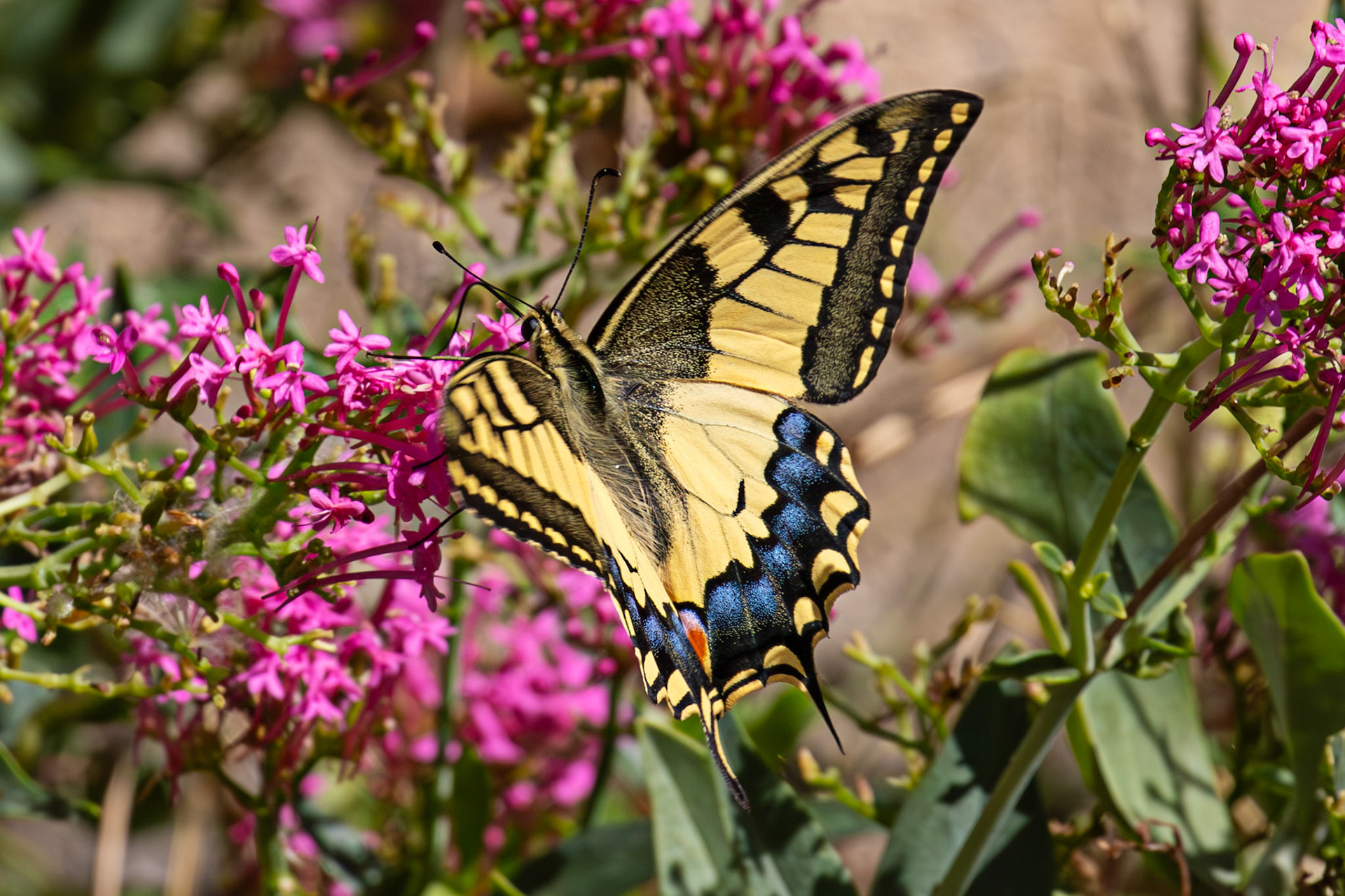 Swallowtail Butterfly - Riomaggiore 06 Sept 2025