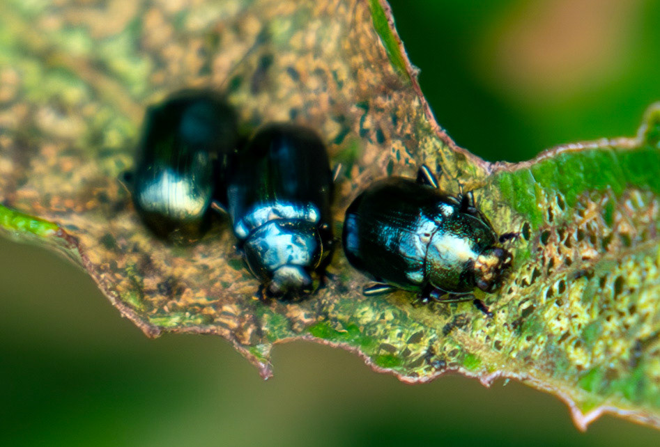Blue willow beetles (Phratora vulgatissima) - Old Scotch Road near Beck Foot 27 July 2025