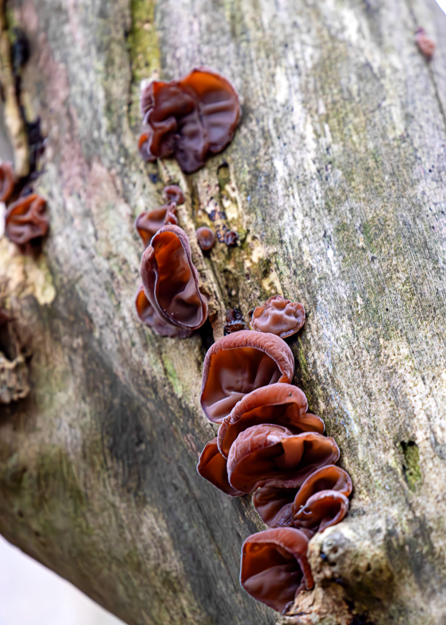 jelly ear or wood ear fungus (Auricularia auricula-judae) - Deans Woods - 07 November 2025