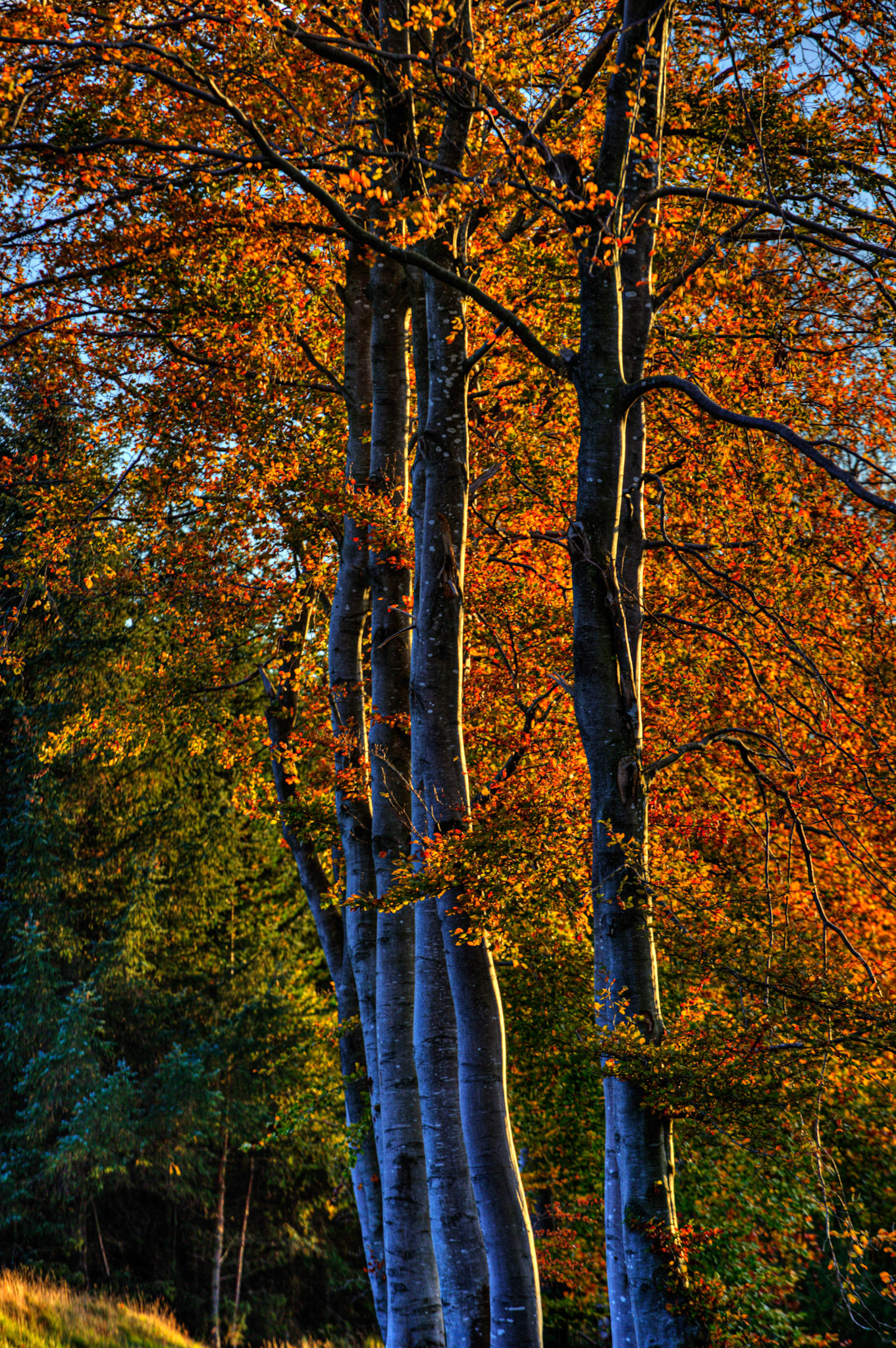 Autumn in Aberdeenshire 14 to 16 October 2022