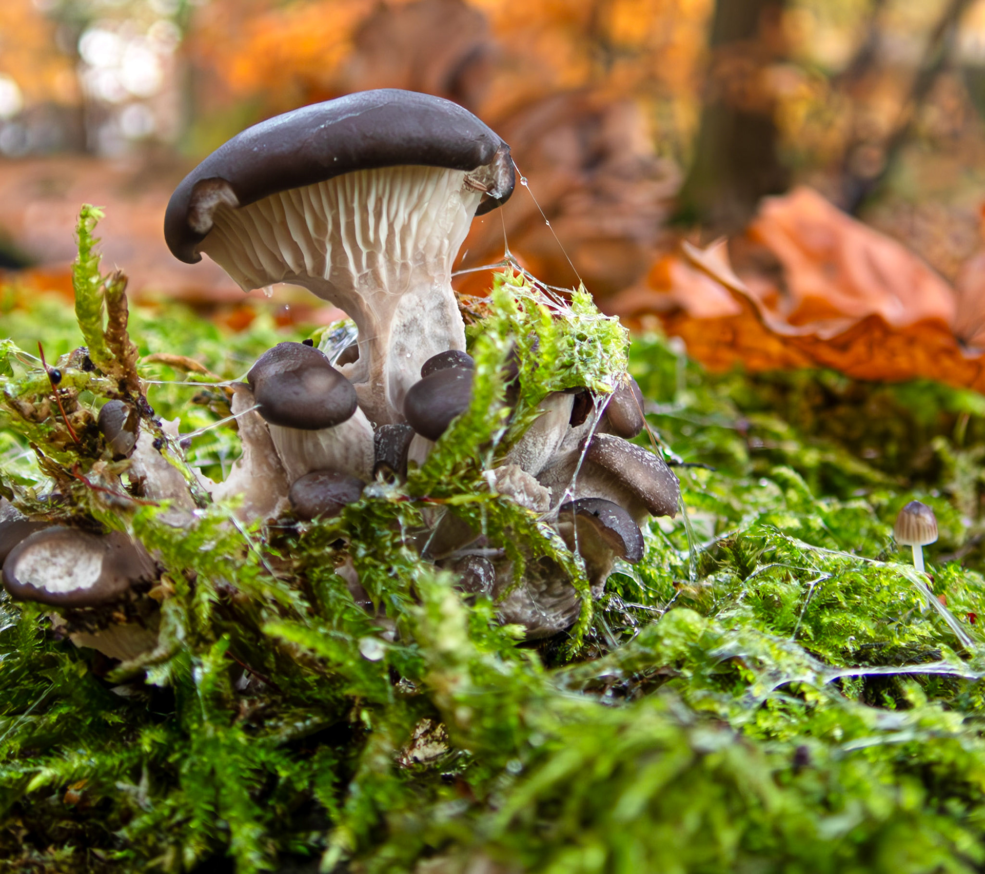 Oyster mushrooms (Pleurotus ostreatus) Deans Woods 08 November 2025