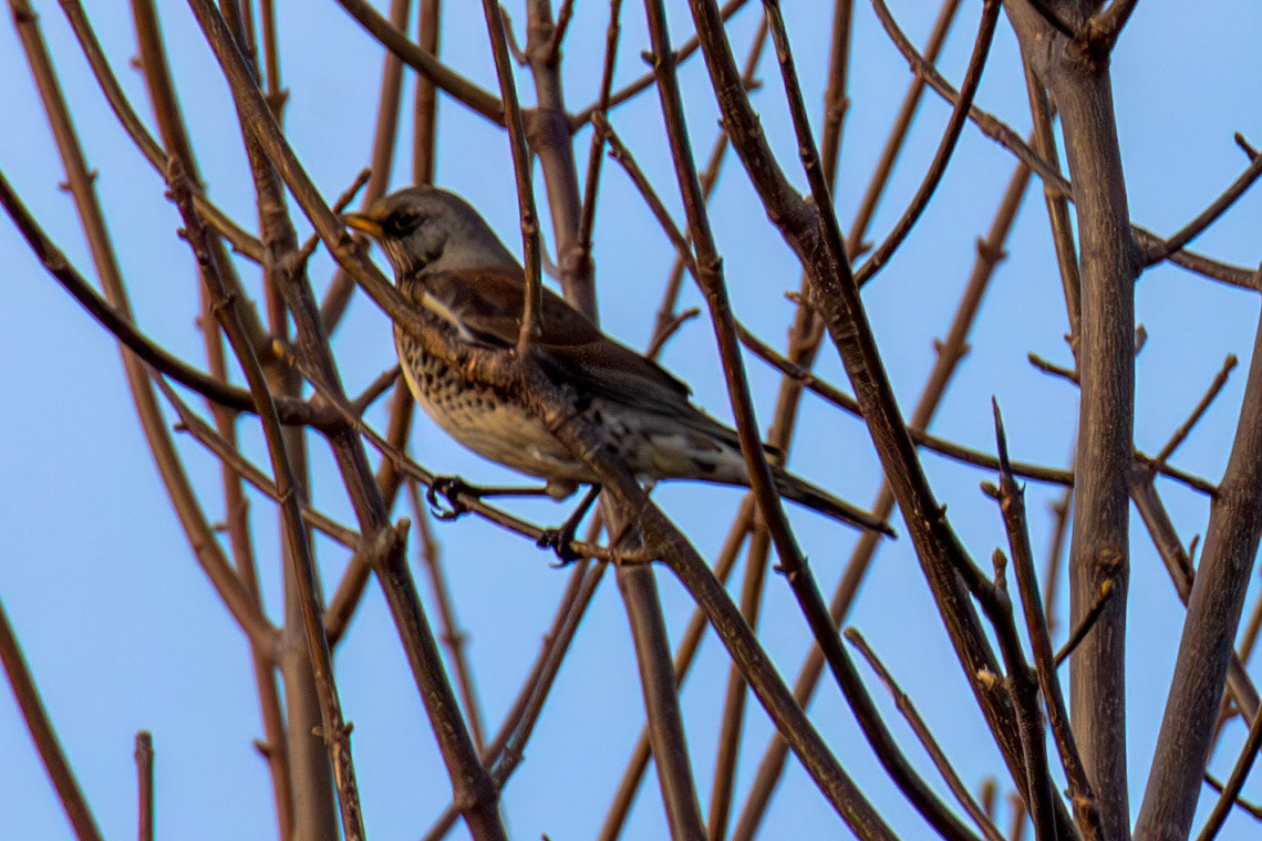 Fieldfare at Gullane, East Lothian - 05 February 2025