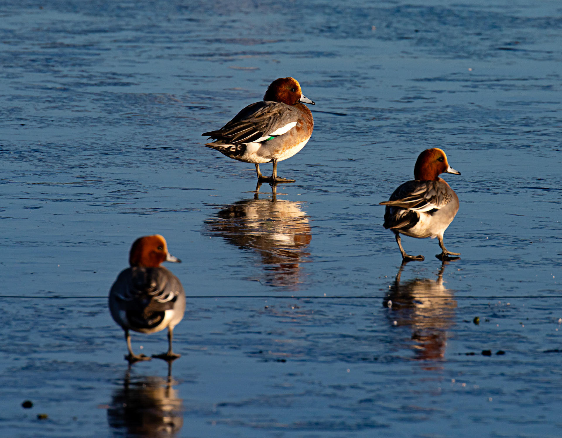 Wigeon at Broadwood Loch 10 January 2025
