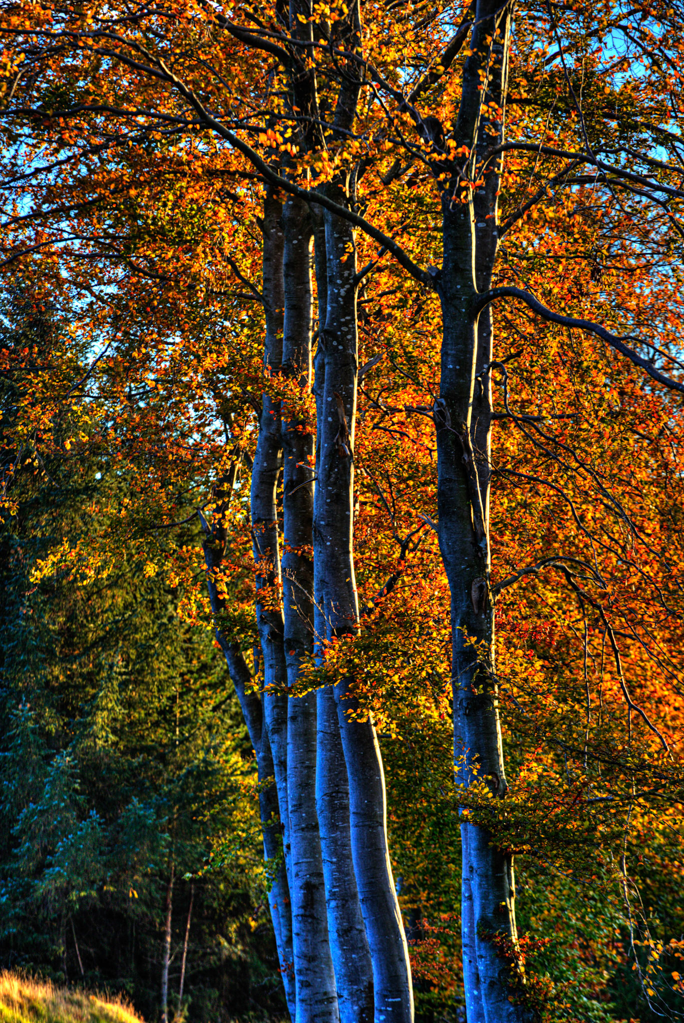 Autumn in Aberdeenshire 14 to 16 October 2022