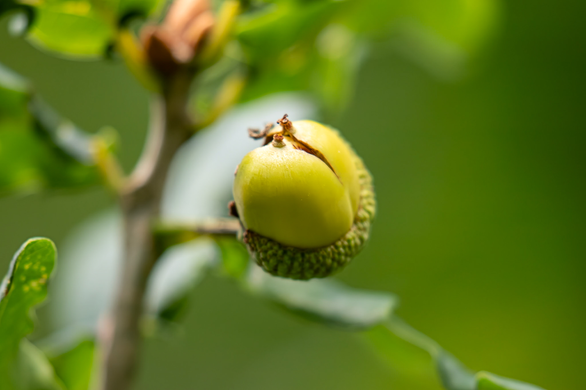 Livingston 10 Sept 2024