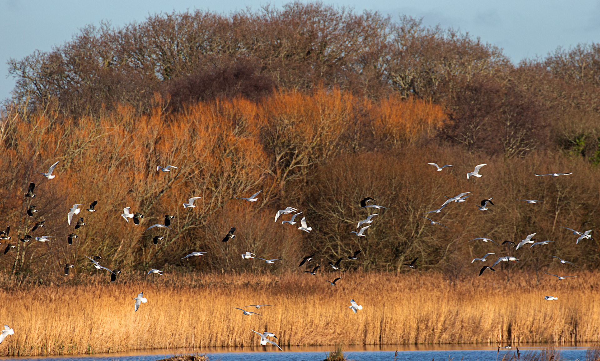 Black headed gulls &amp; Lapwings at Titchfield Haven 02 January 2025