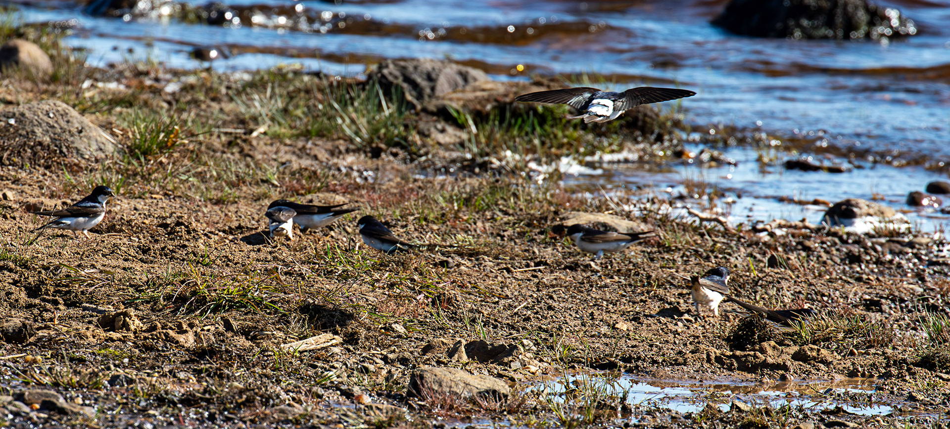 House Martins collecting mud - Harperrig 17 May 2025