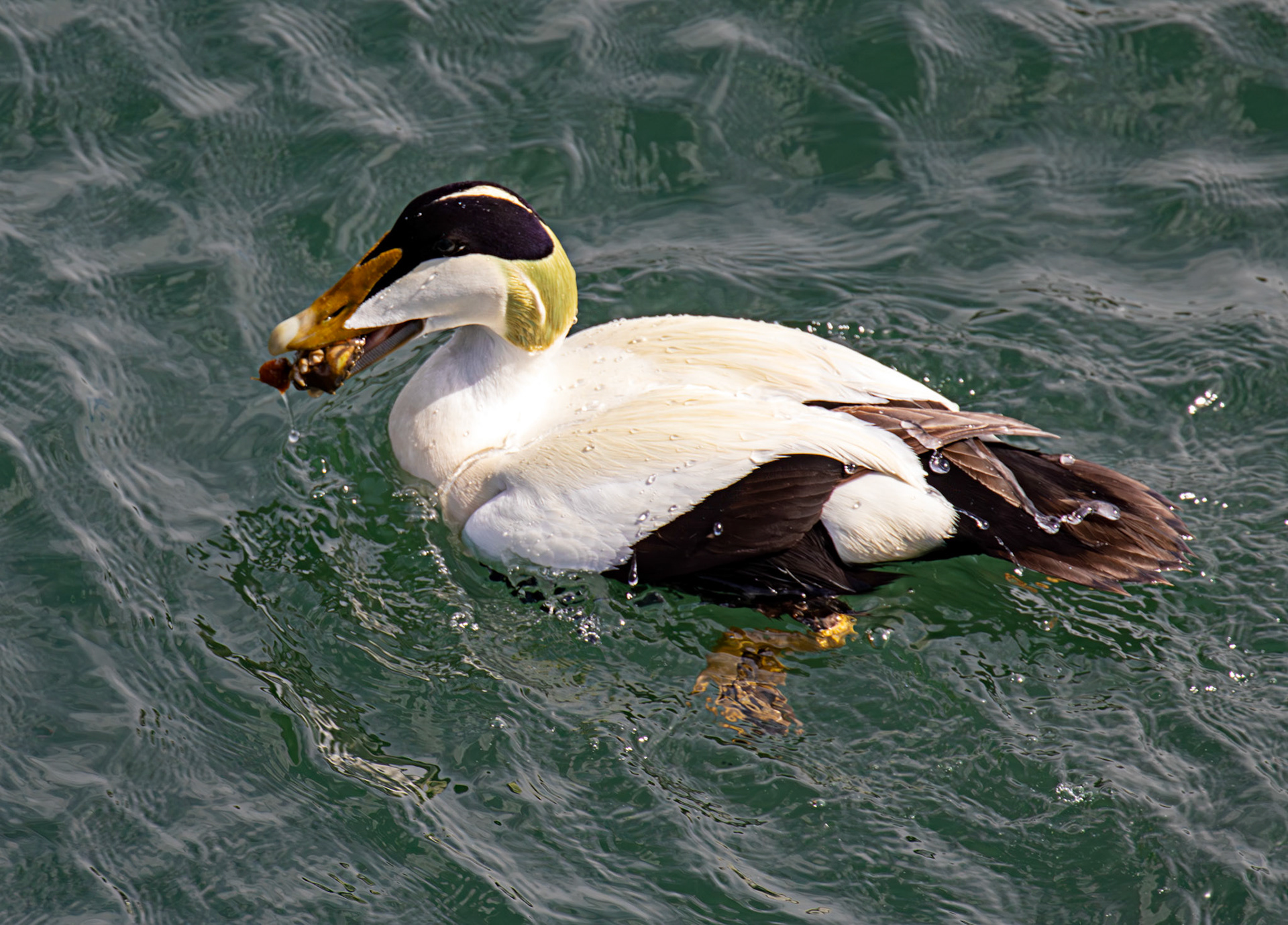 Eider eating a crab. Kirkcaldy Harbour 23 May 2026