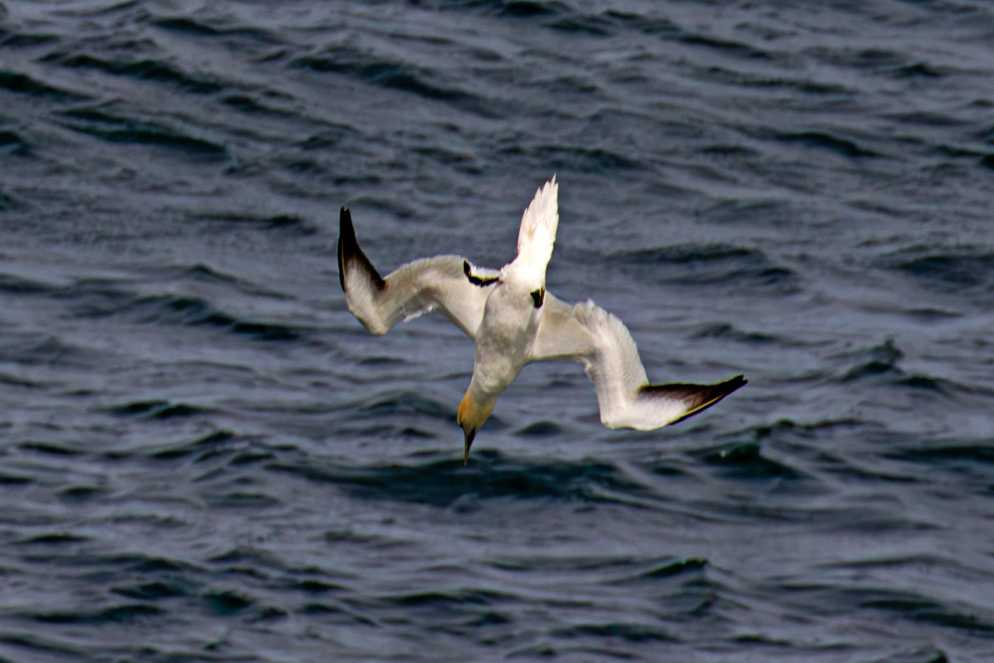Northern Gannet diving - Tantallon Castle 04 July 2026