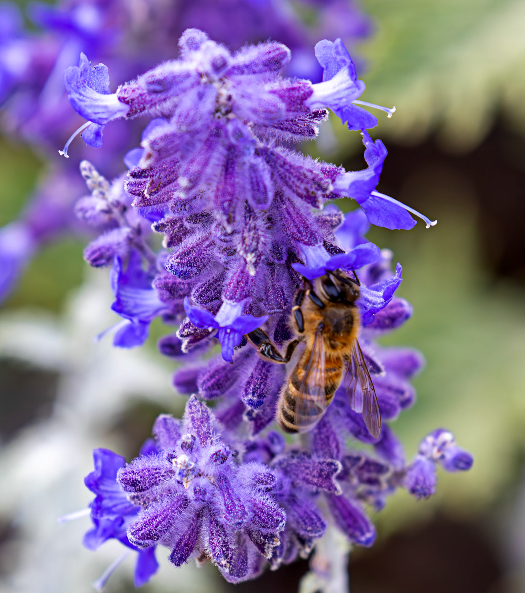 honey bee (Apis mellifera) Slough 05 August 2025