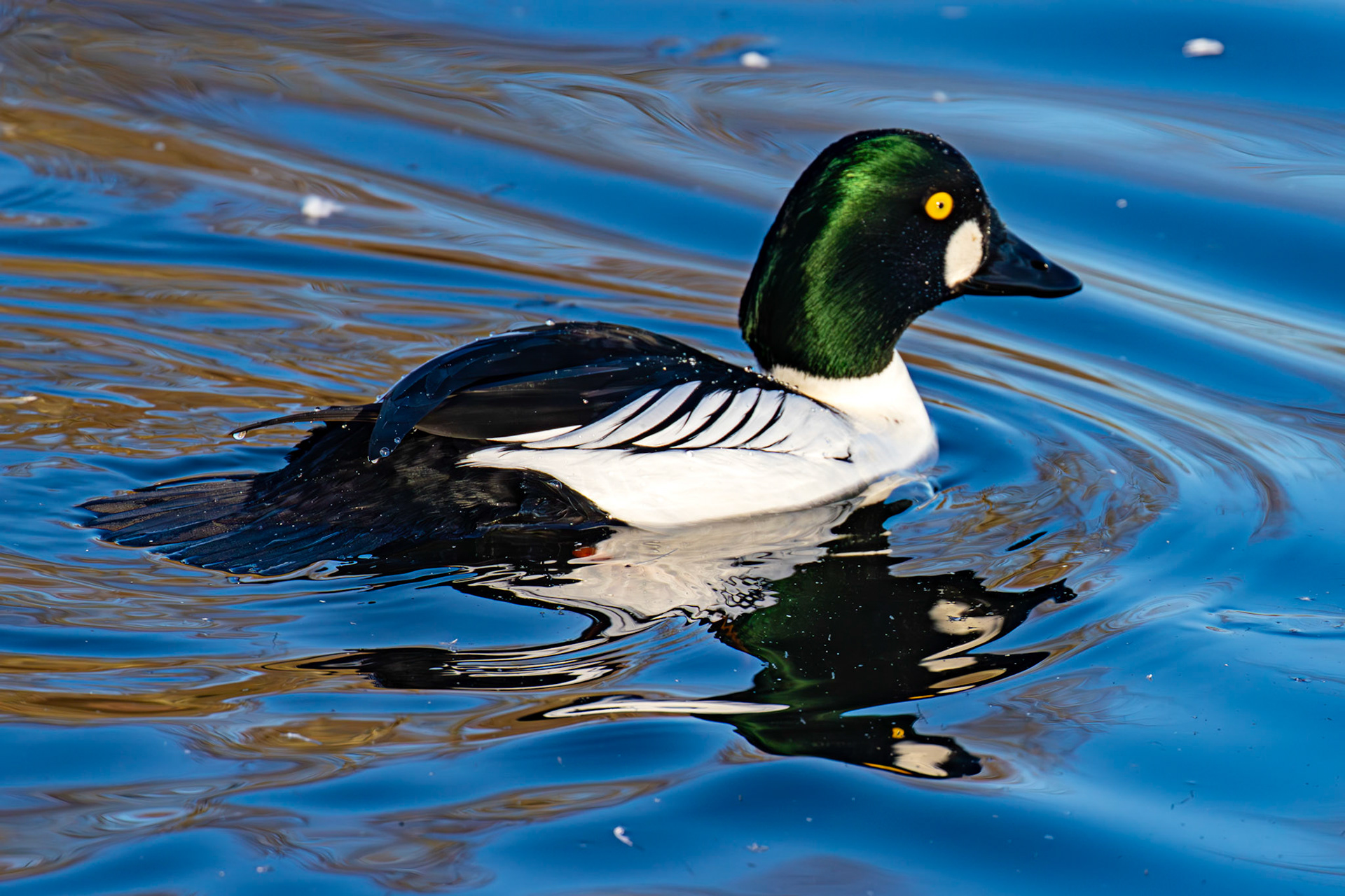Goldeneye at Hogganfield Loch 10 January 2025