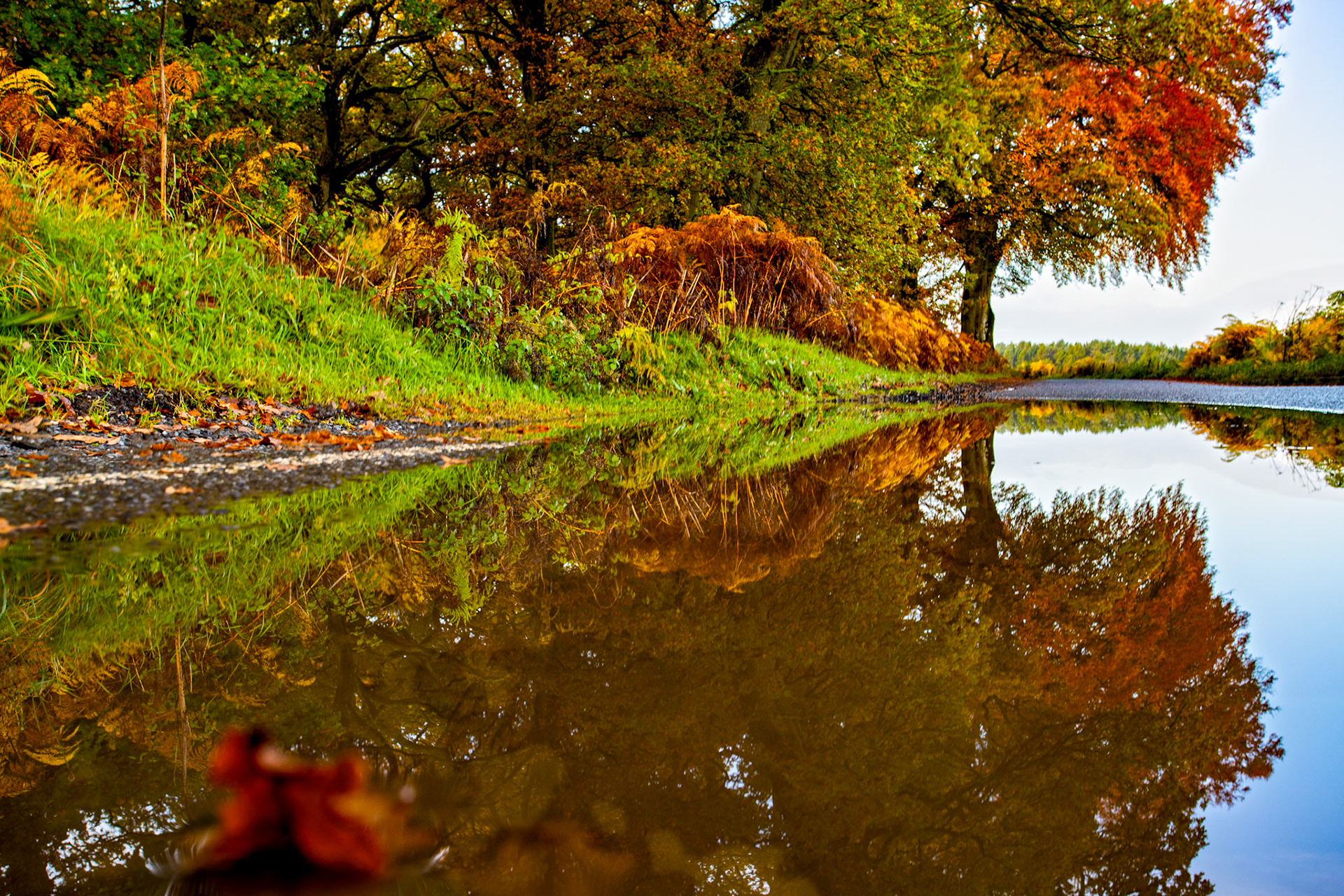 Kinclaven Bluebell Woods. Autumnal Tour around Perthshire 19 October 2024