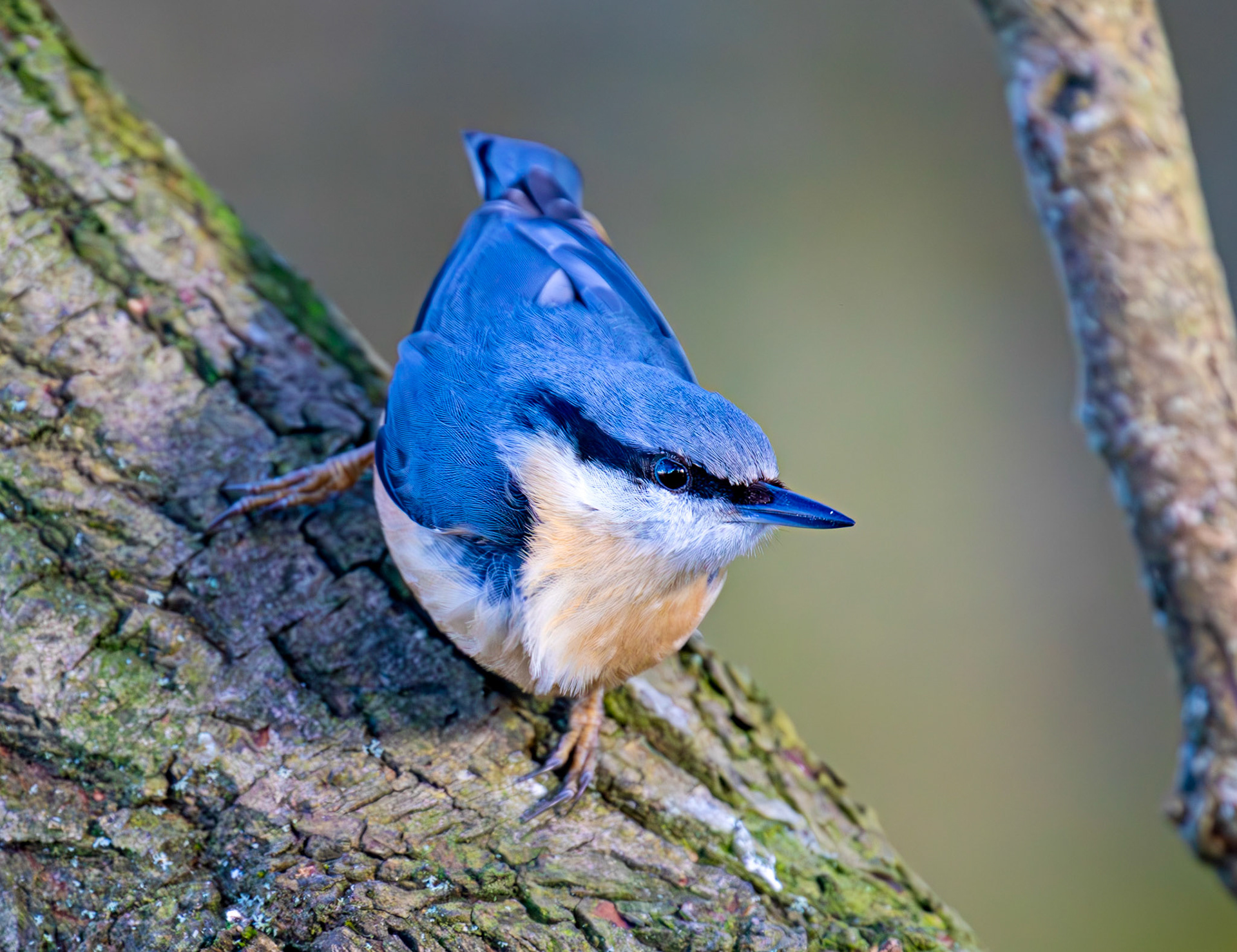 Nuthatch at Bavelaw 30 January 2025