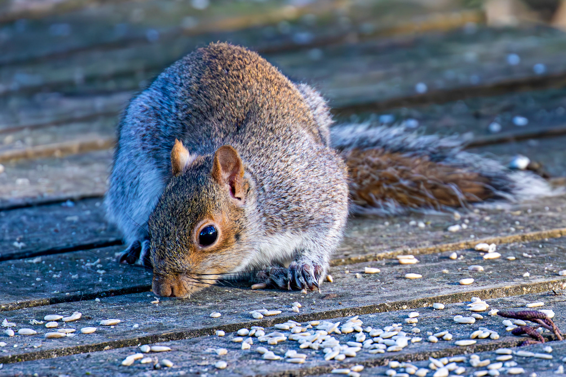 Grey Squirrel at Bavelaw 30 January 2025