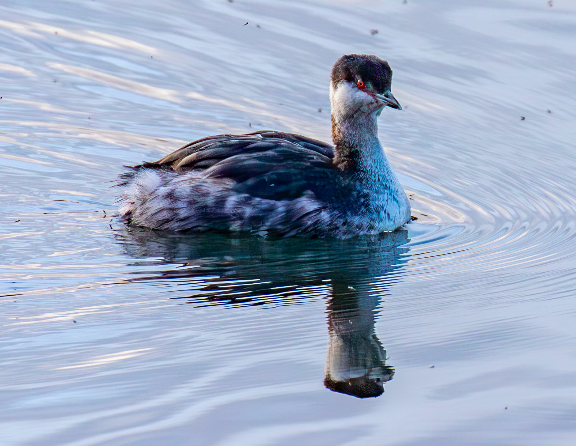 Slavonian Grebe at Linlithgow Loch 18 March 2026
