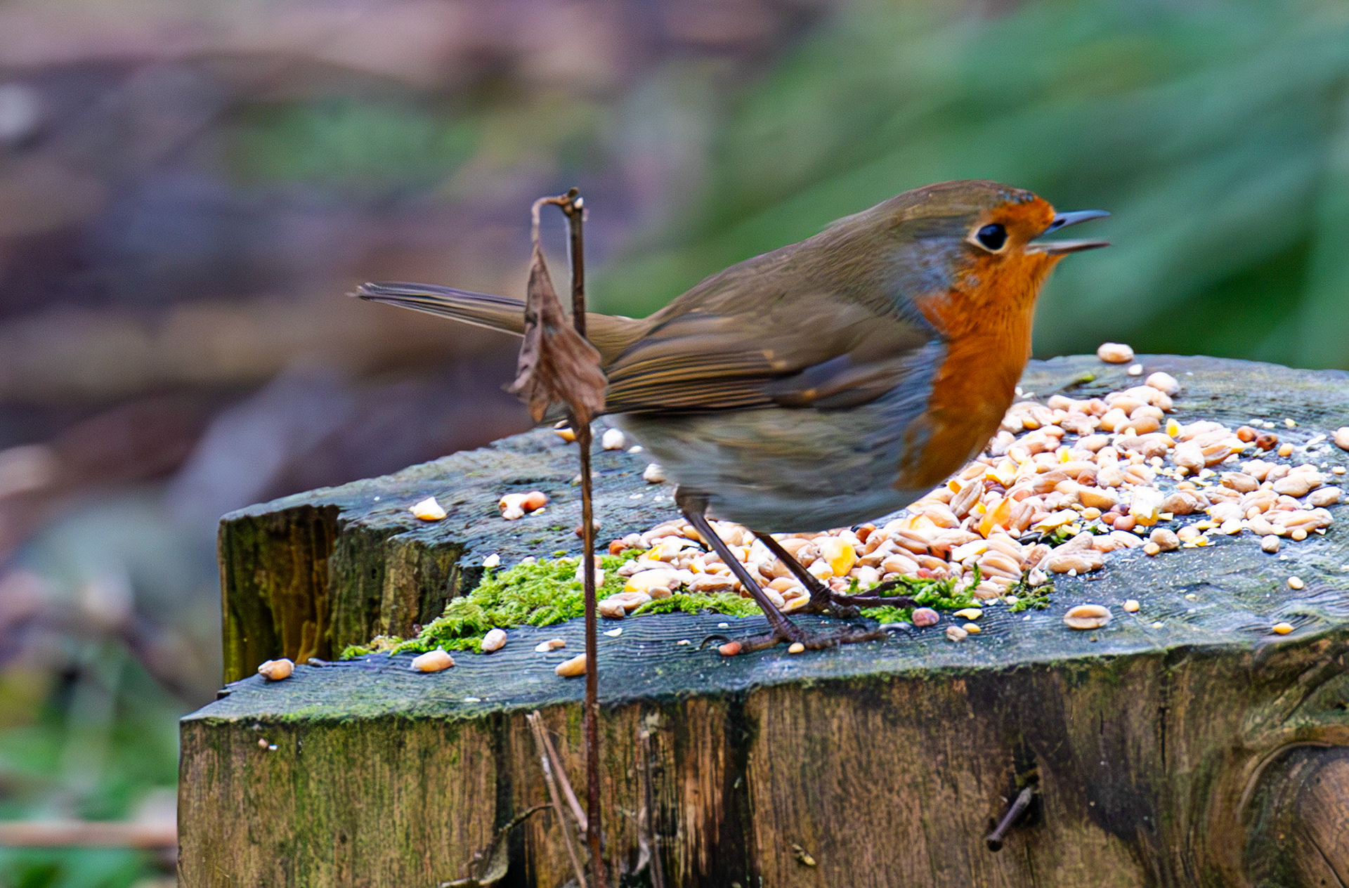 Robin - Big Garden Birdwatch 2025 - Howden Park Walled Garden 26 January 2025