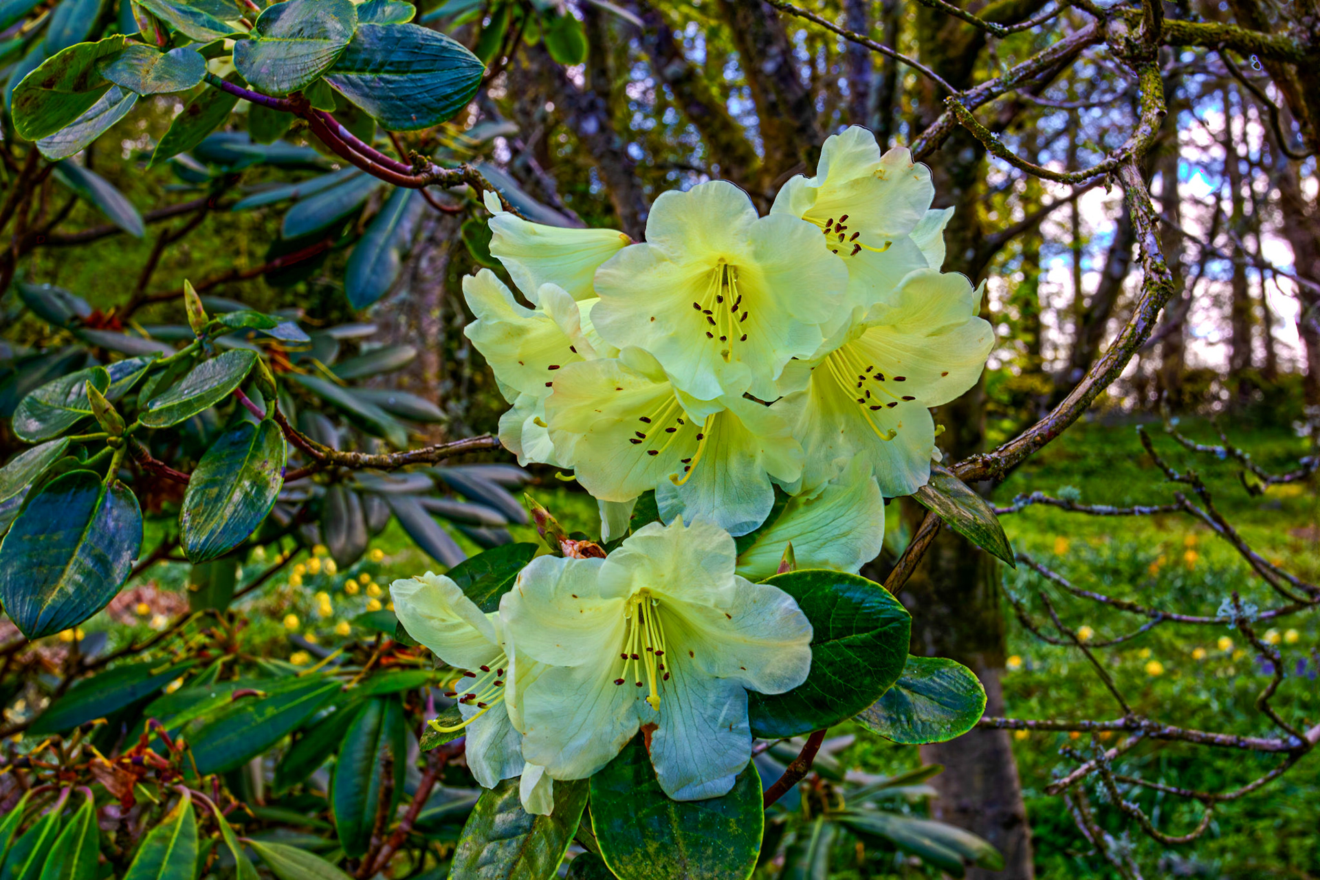 Malleny Gardens, Balerno 27 April 2026 - Rhodedendron