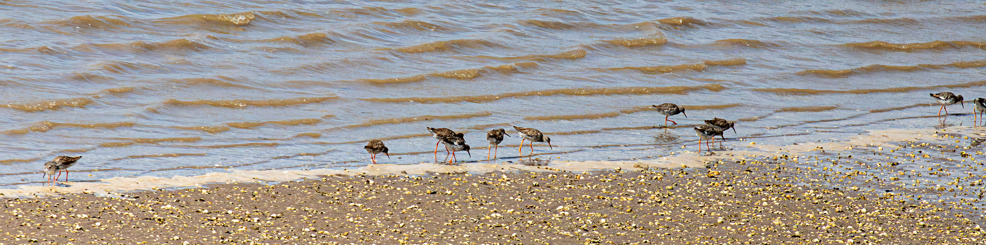 Redshanks on Montrose Basin 31 July 2026