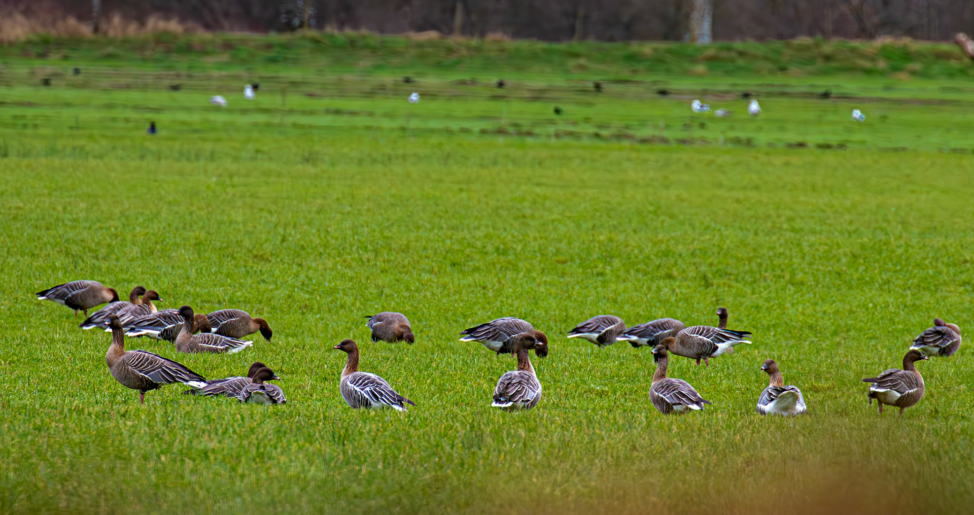 Pink Footed Geese, Aberfoyle 28 February 2026