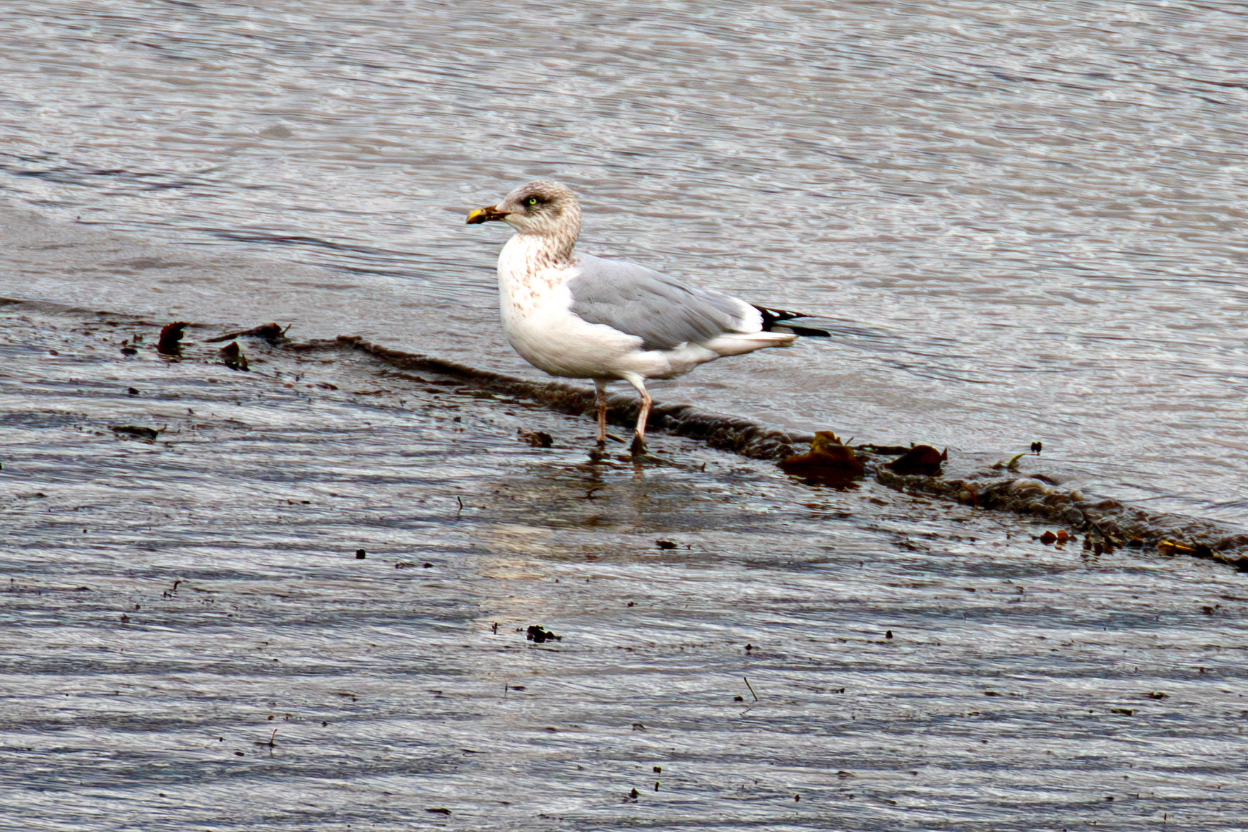 Herring Gull in Winter Plumage - Higgins Neuk 23 Oct 2024